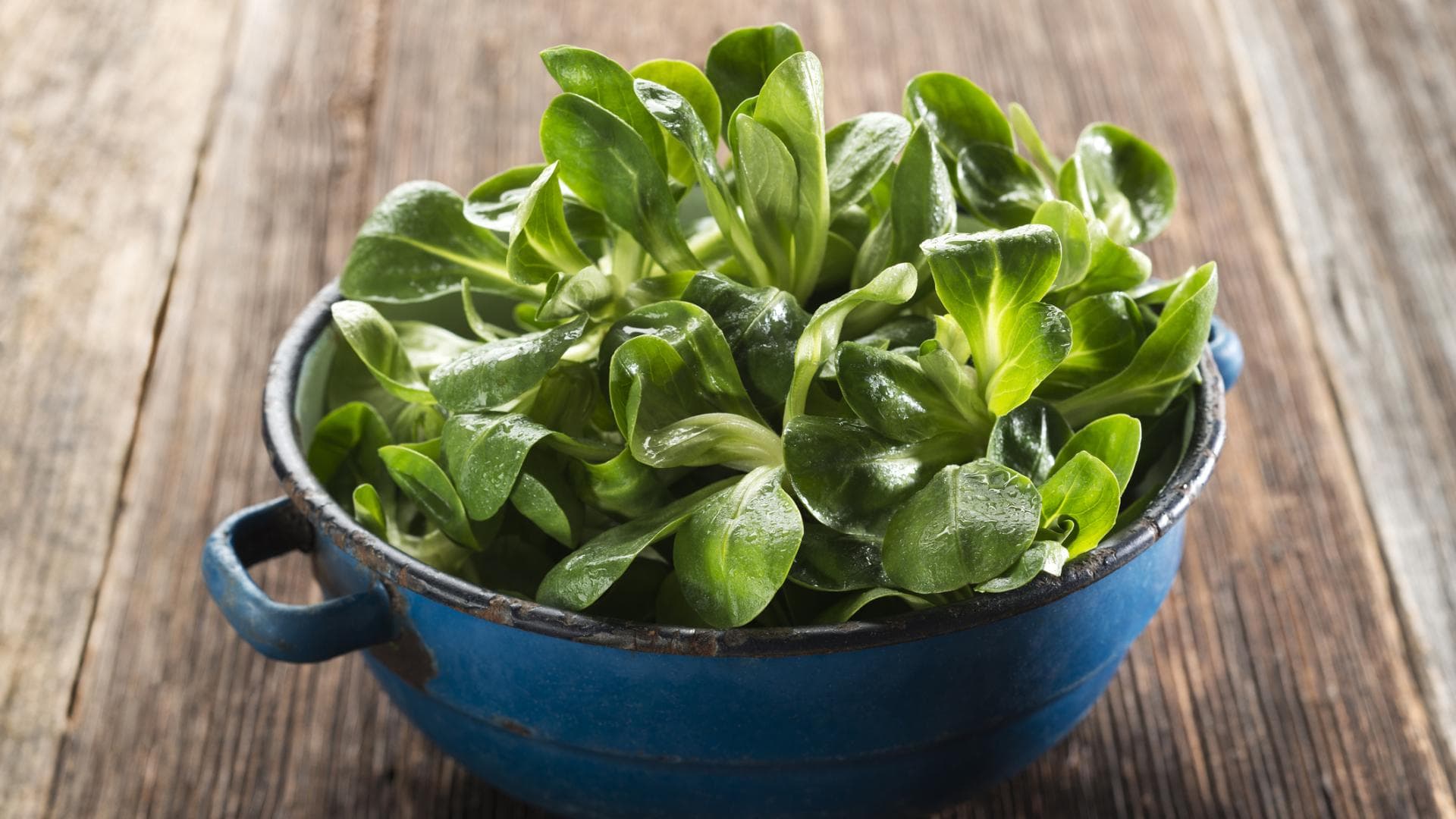 Feldsalat in einer Schale