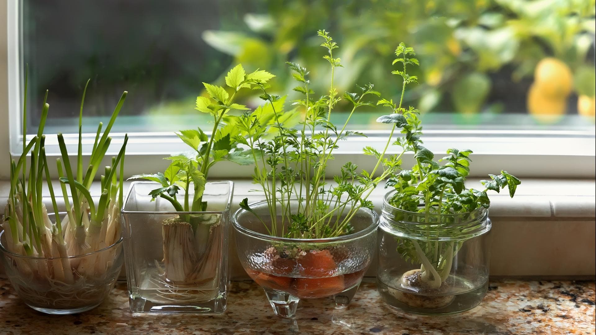 Regrowing: Aus Bio-Resten neues Gemüse ziehen