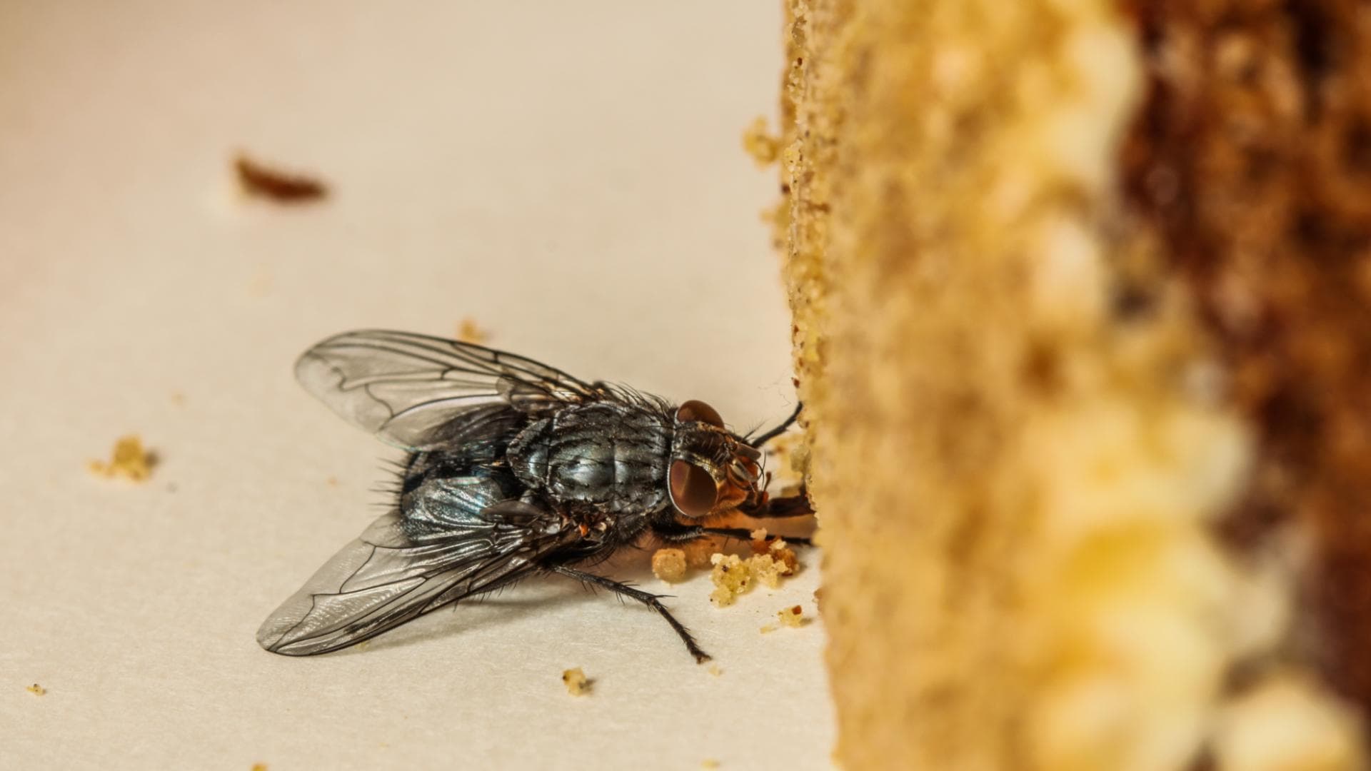Fliegen vertreiben mit Hausmitteln