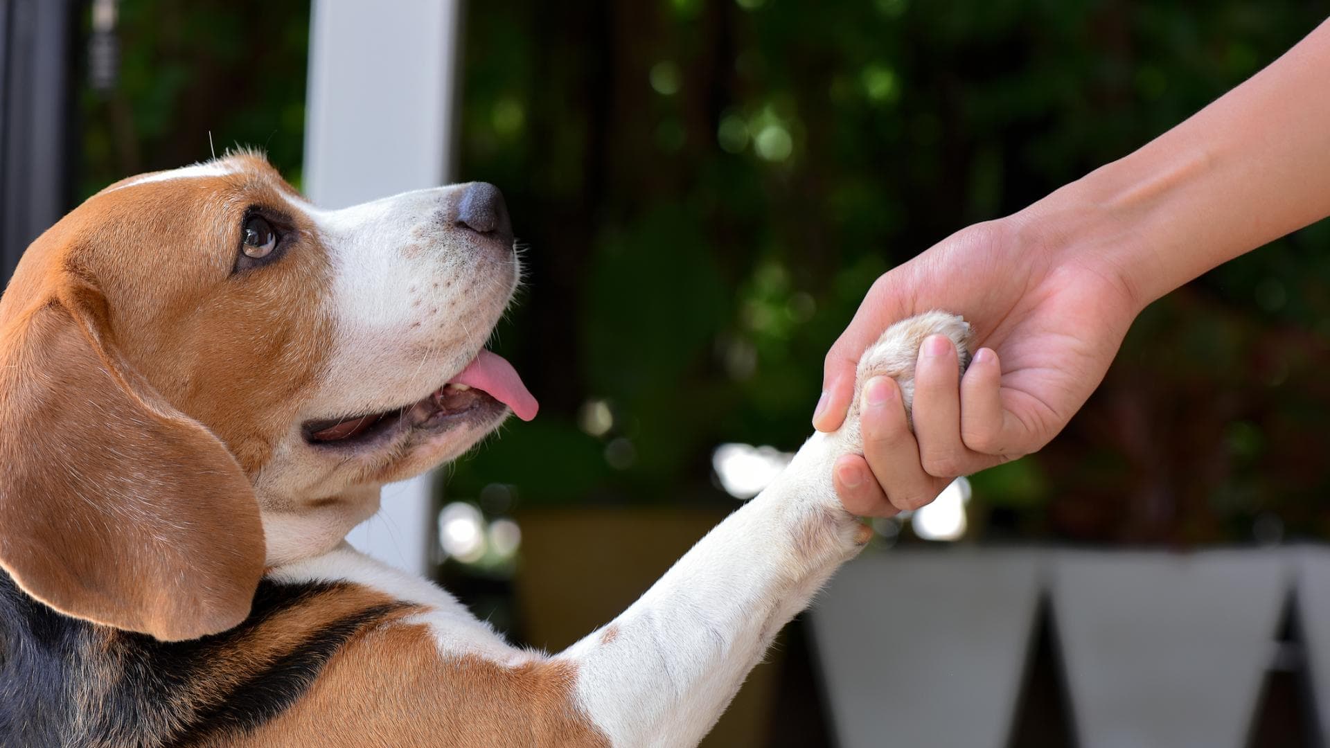 Beagle gibt Pfötchen