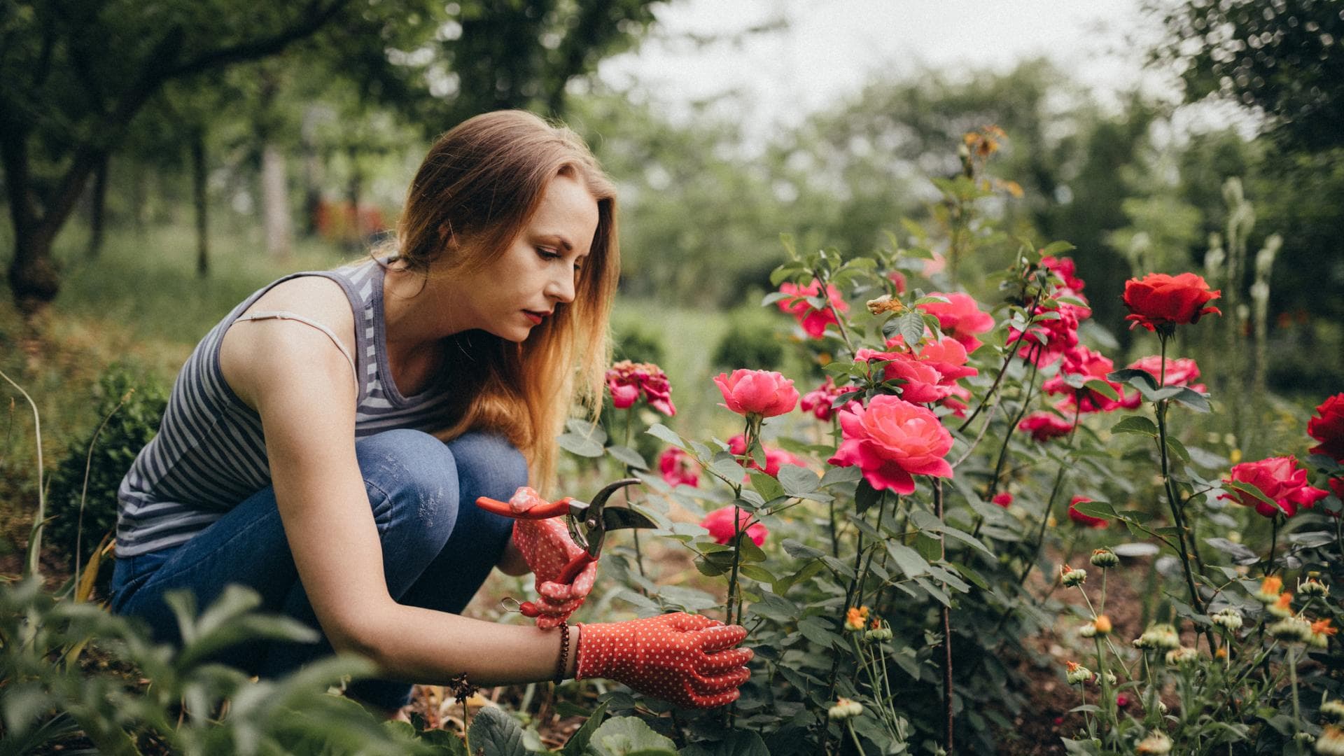 Frau im Garten schneidet Rosen