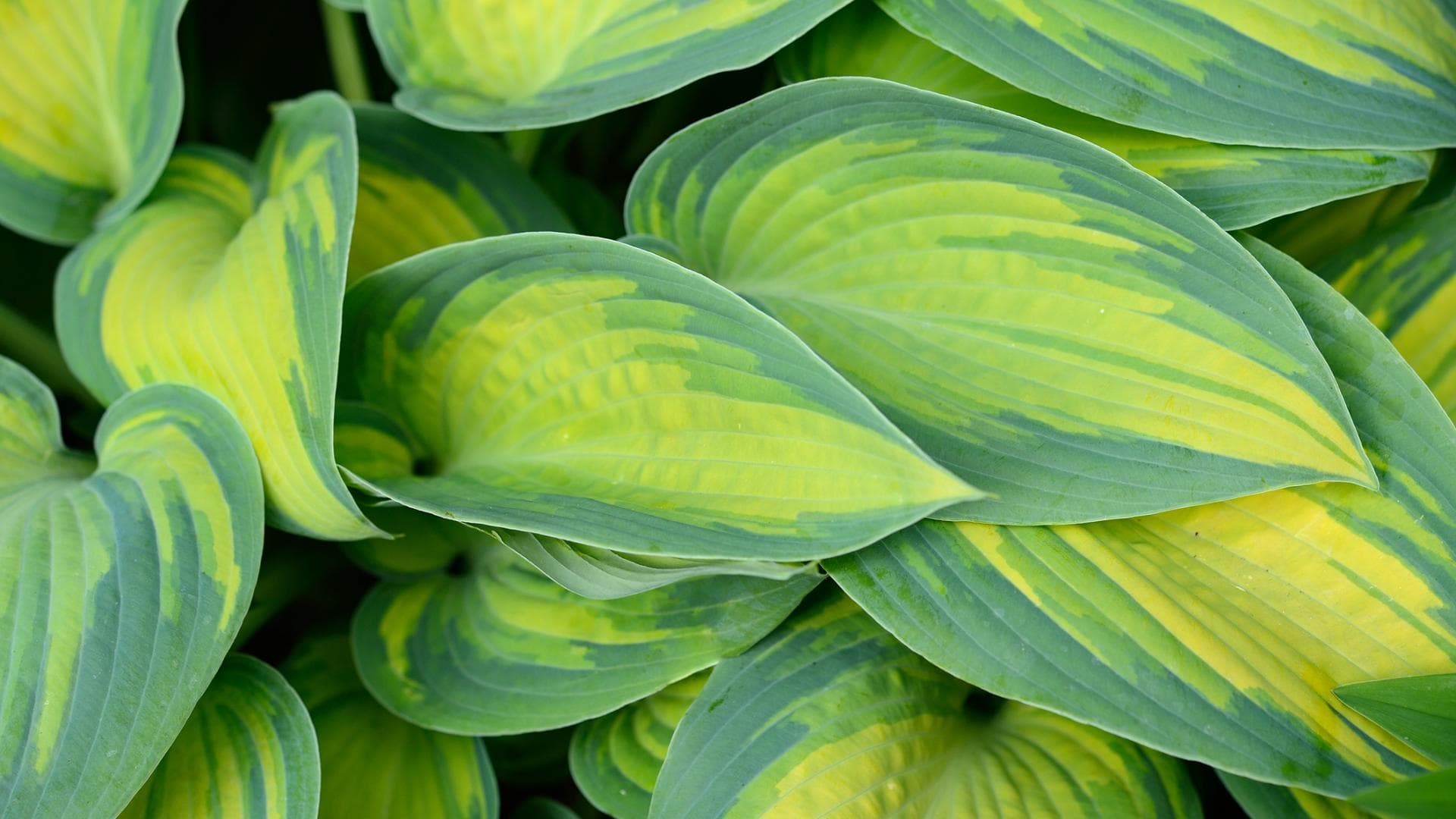 Funkie (Hosta)