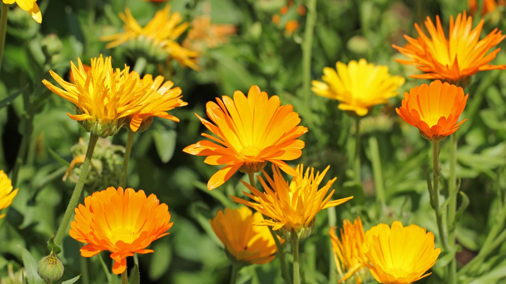 Ringelblumen