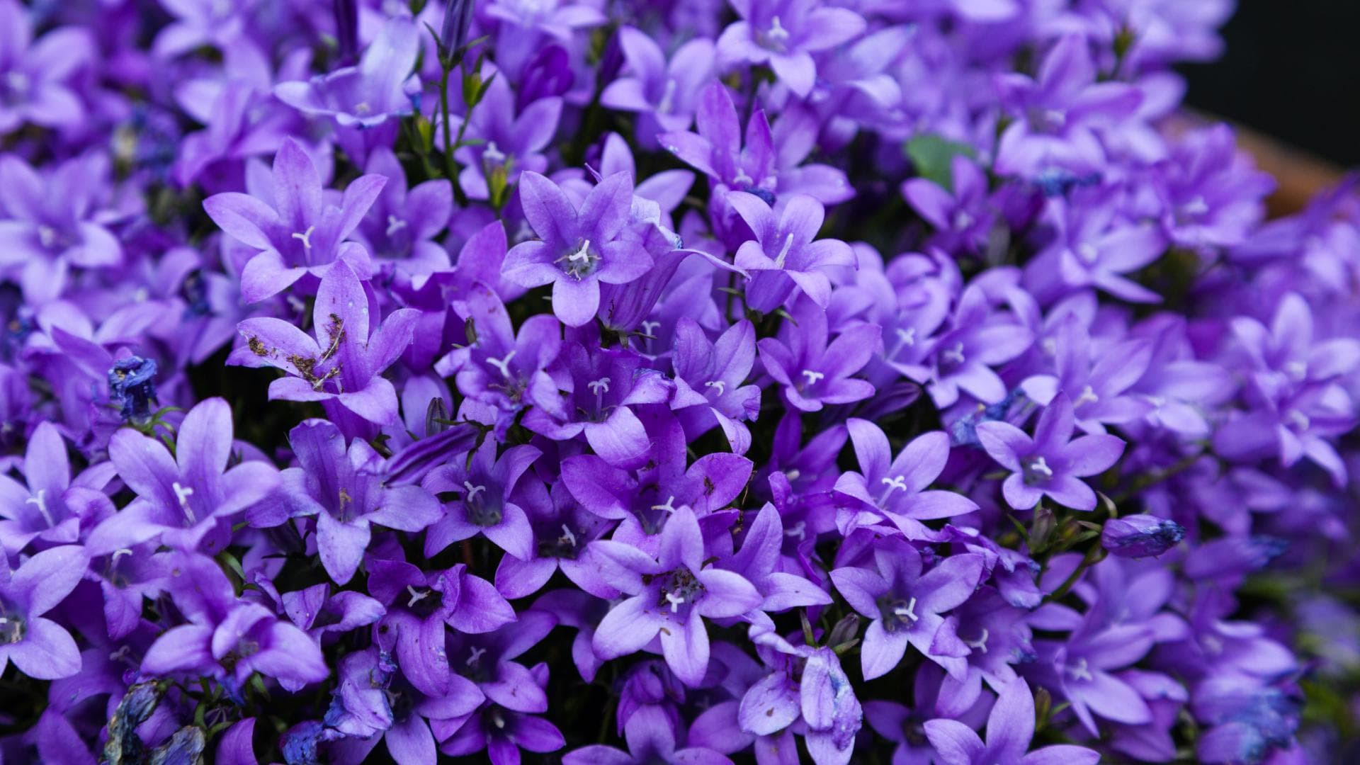 Teppich-Glockenblume