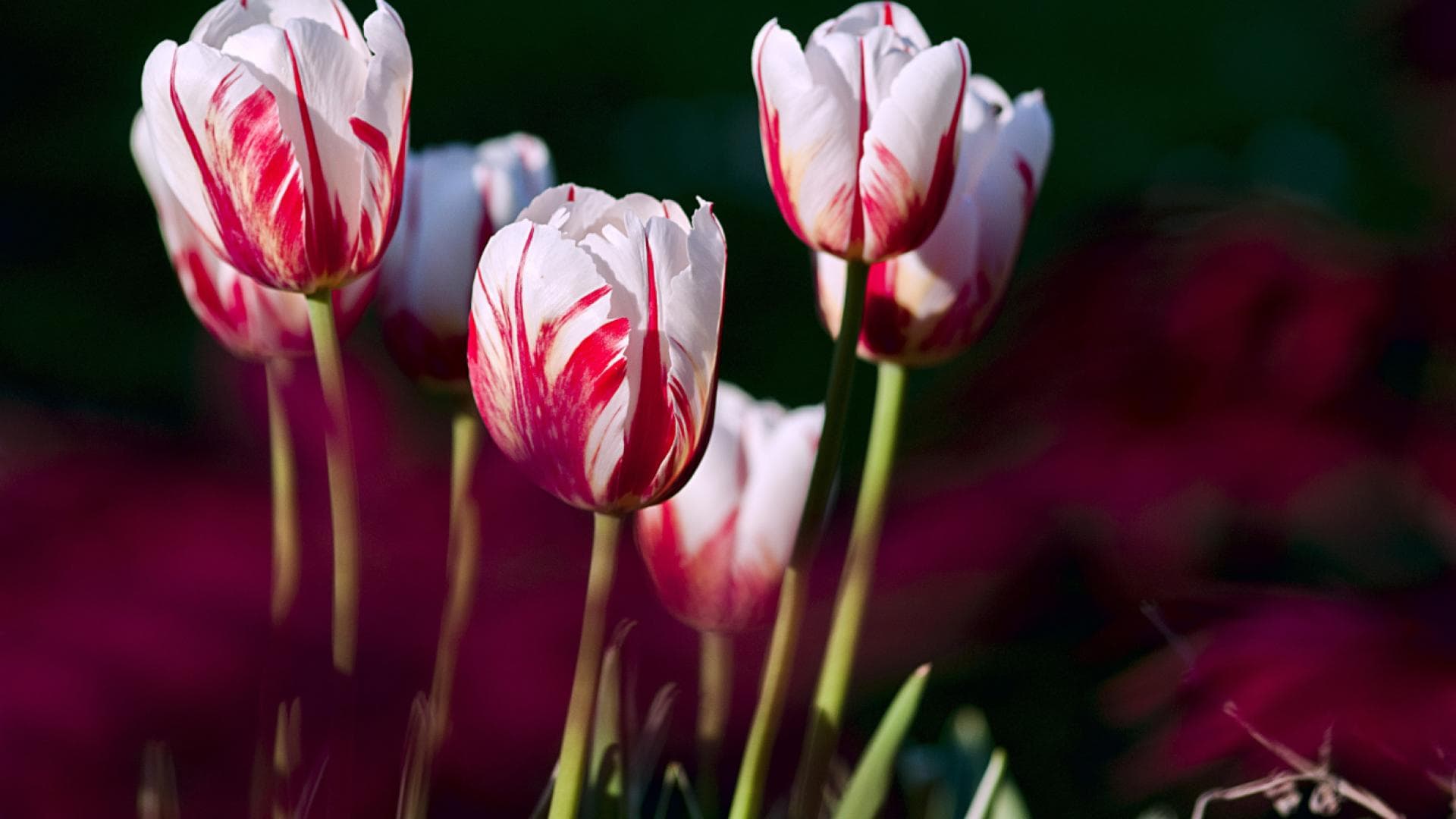 Zweifarbige Tulpen