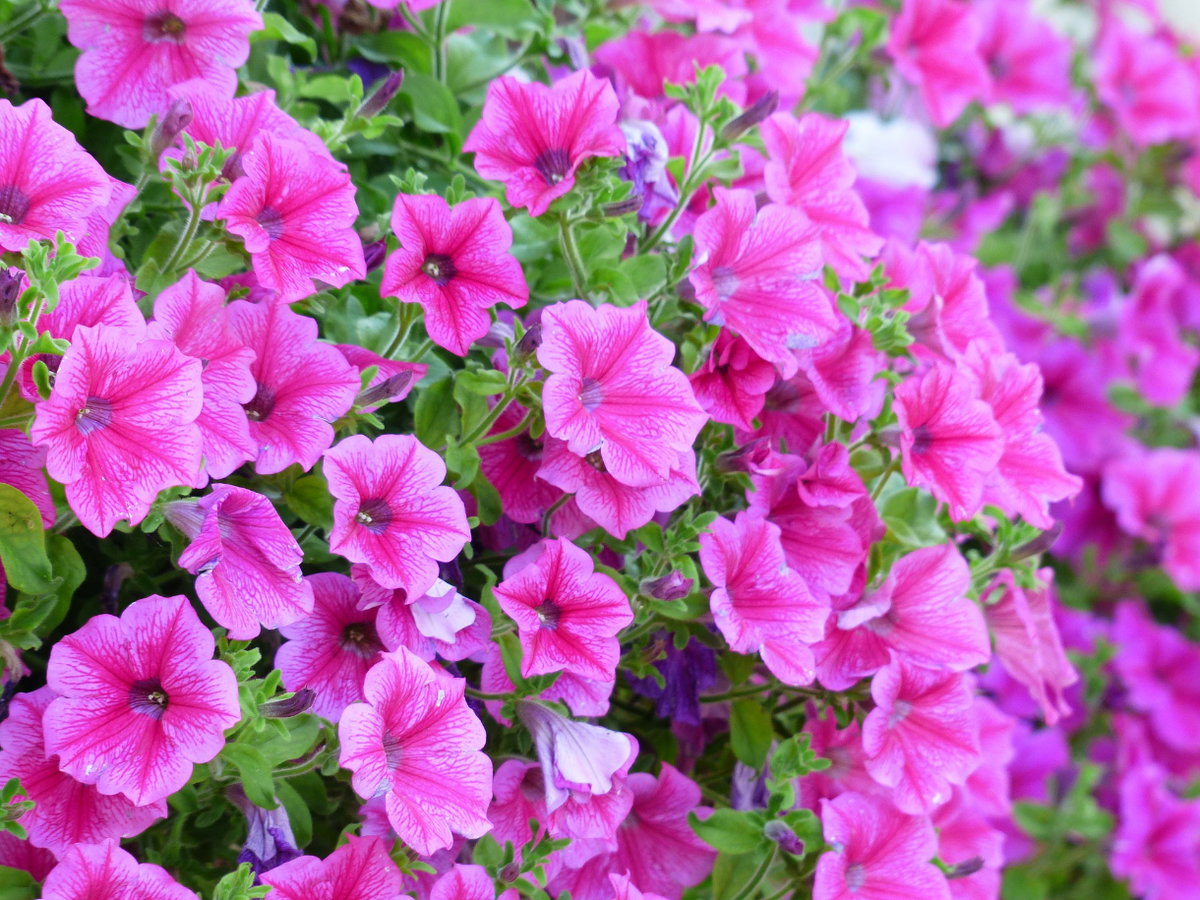 Pinke Blumen Namen