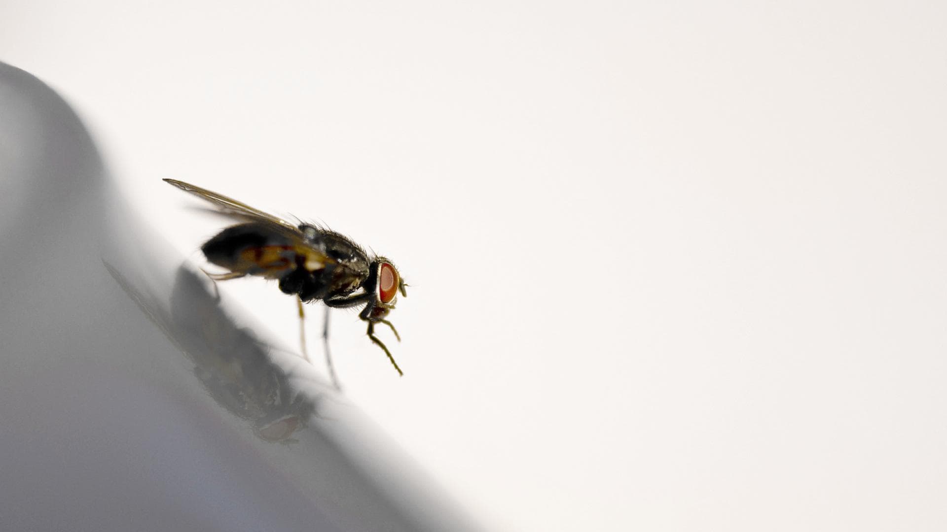 Die 5 häufigsten Gründe für Fliegen in der Wohnung