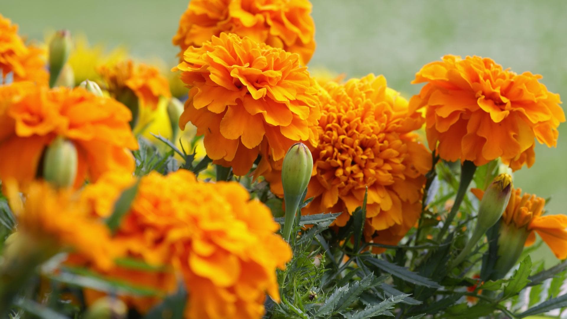 Tagetes