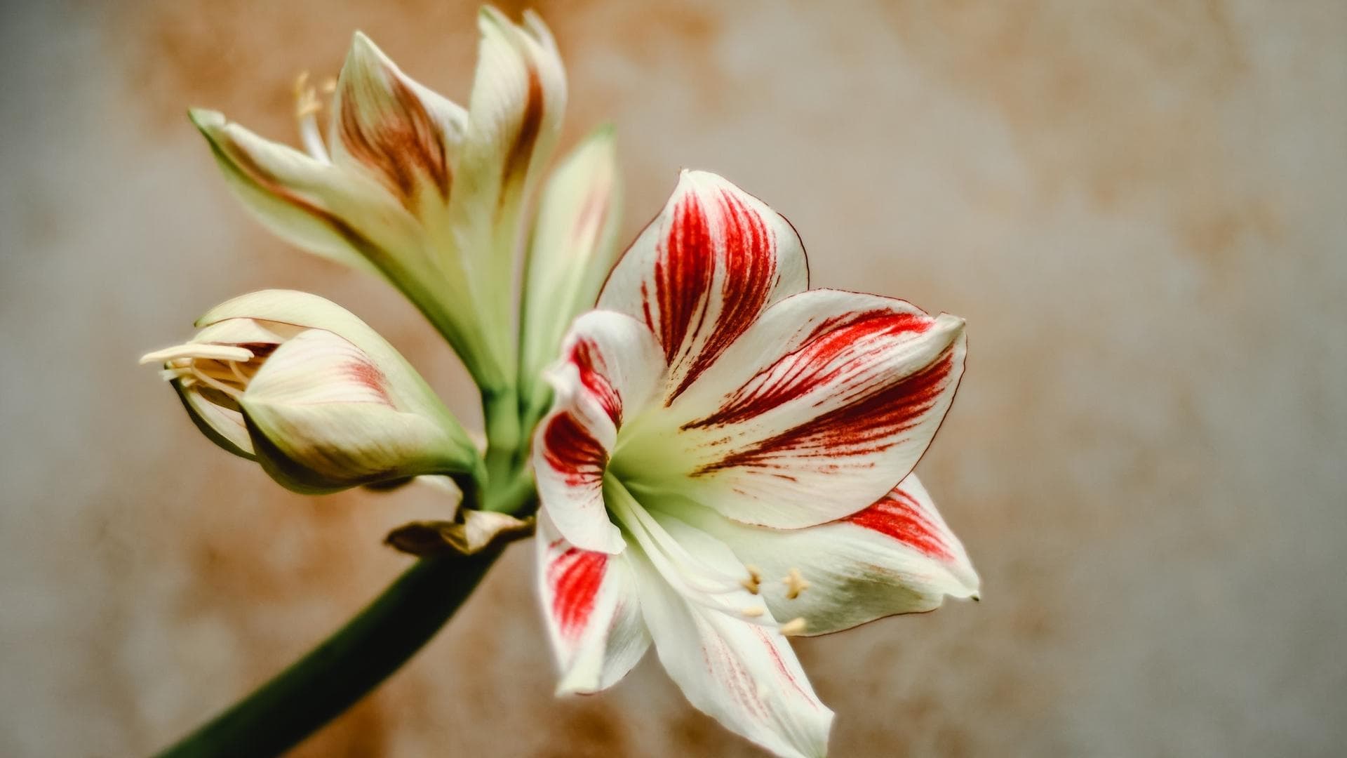 Weiße Amaryllis.