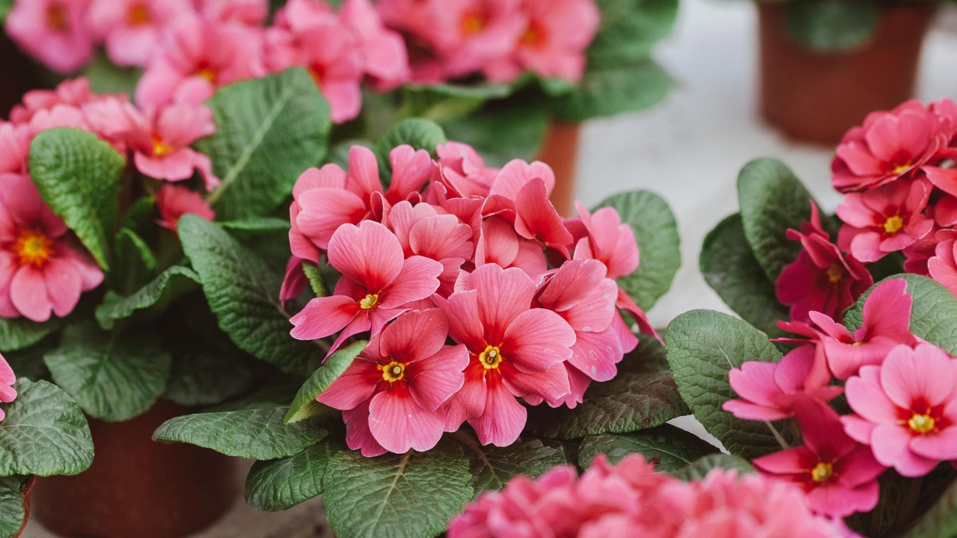 Pinke Primeln