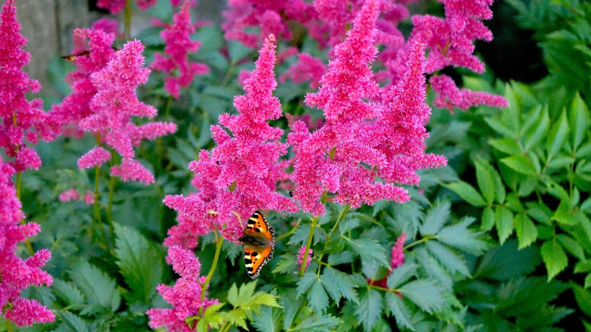 Astilbe