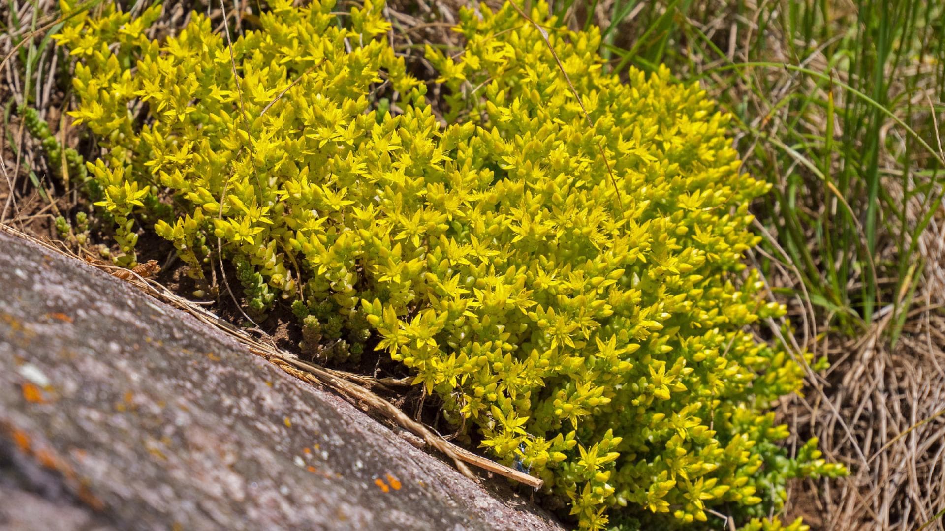 Scharfer Mauerpfeffer