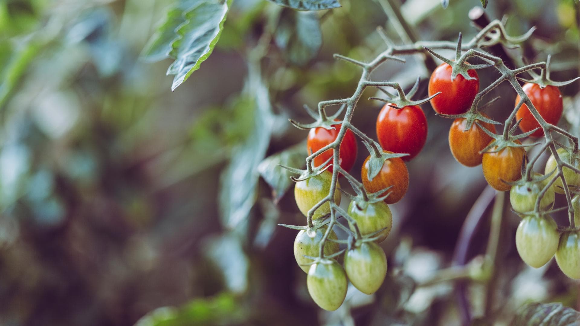 Tomaten 