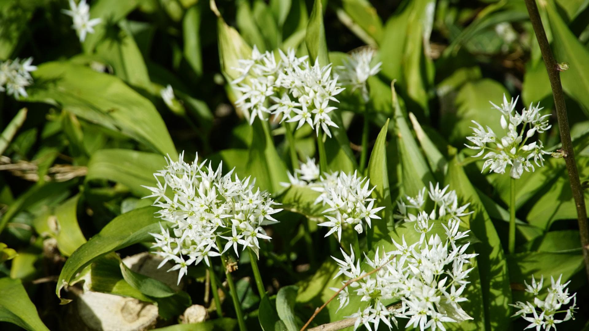 Bärlauch oder Maiglöckchen?