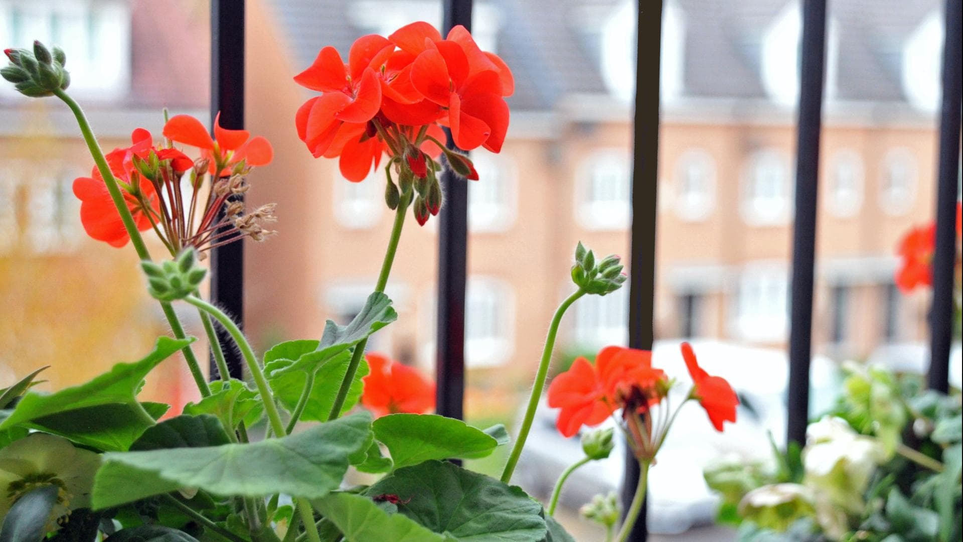 Balkonblume 