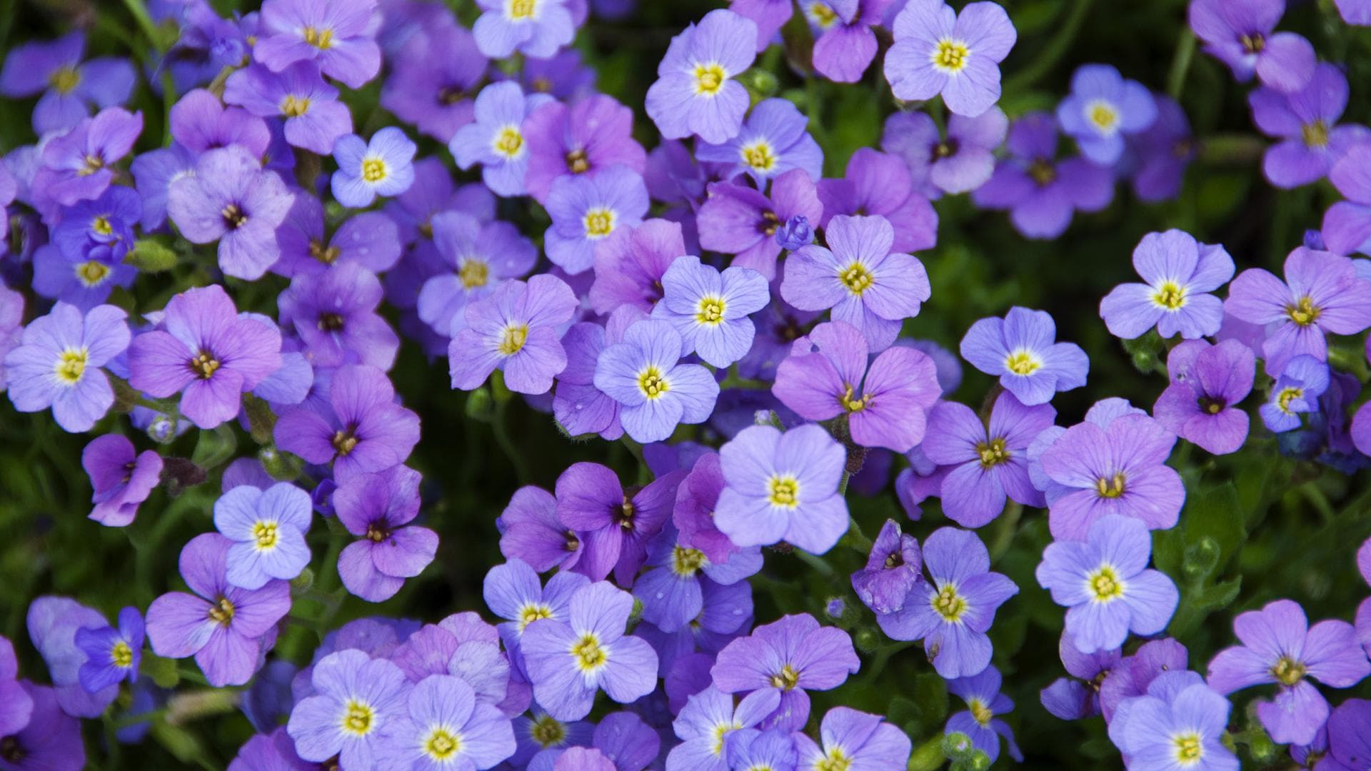 Blaukissen 