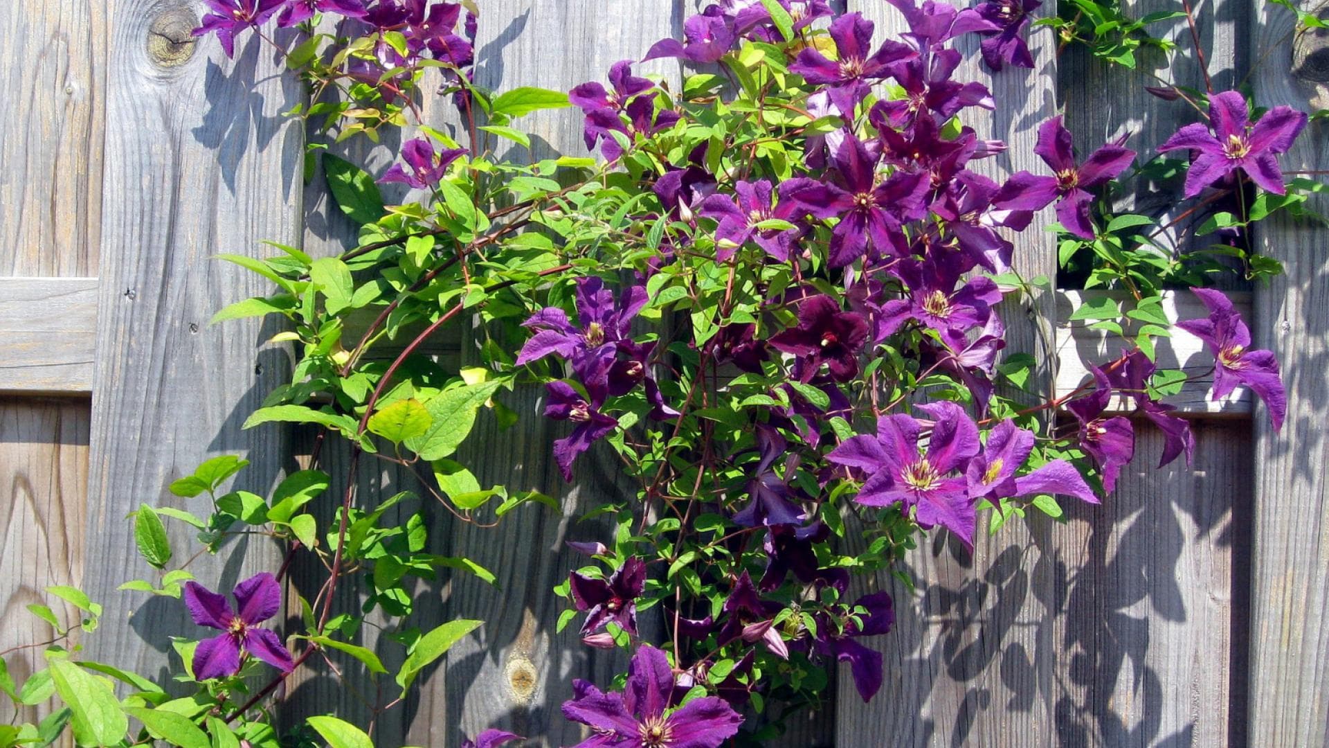 Clematis 
