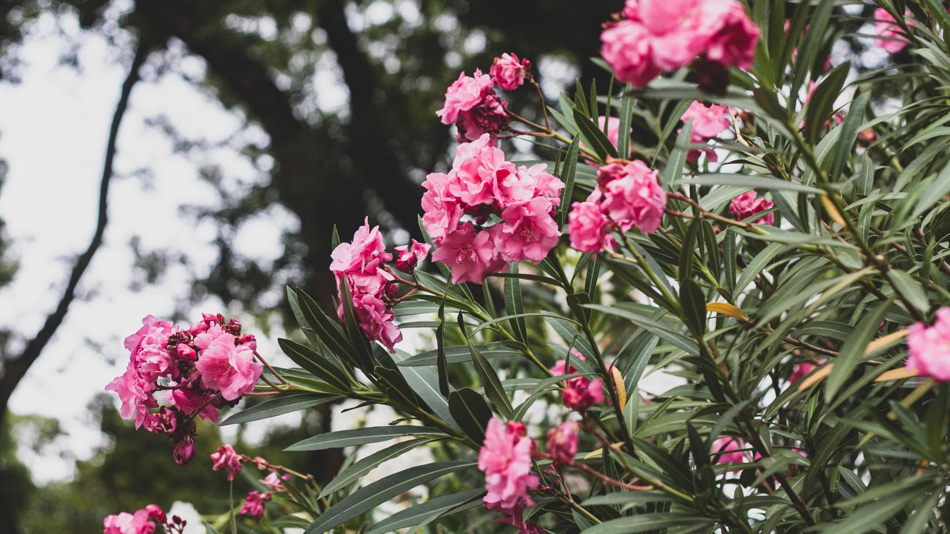 Oleander 