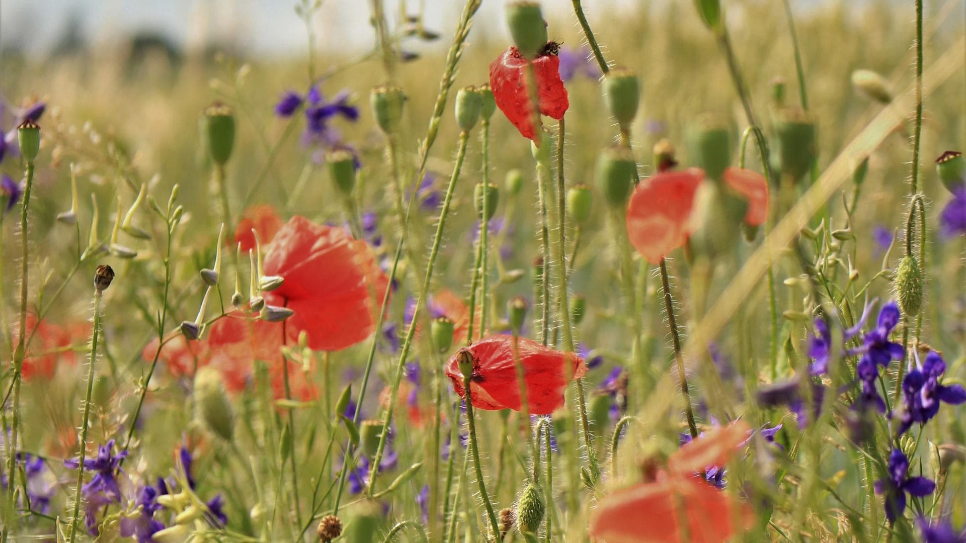 Wildblumen