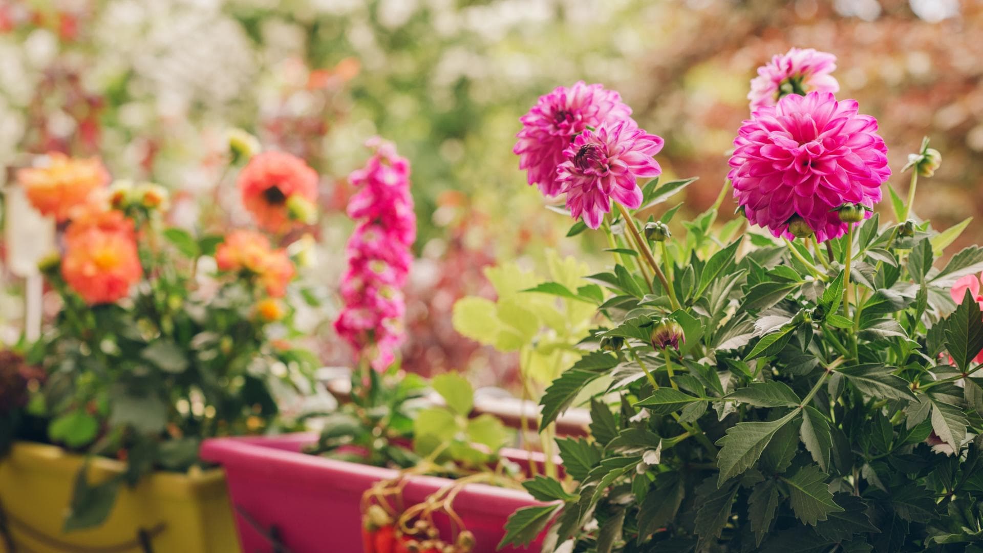 Allergikerfreundliche Blumen 