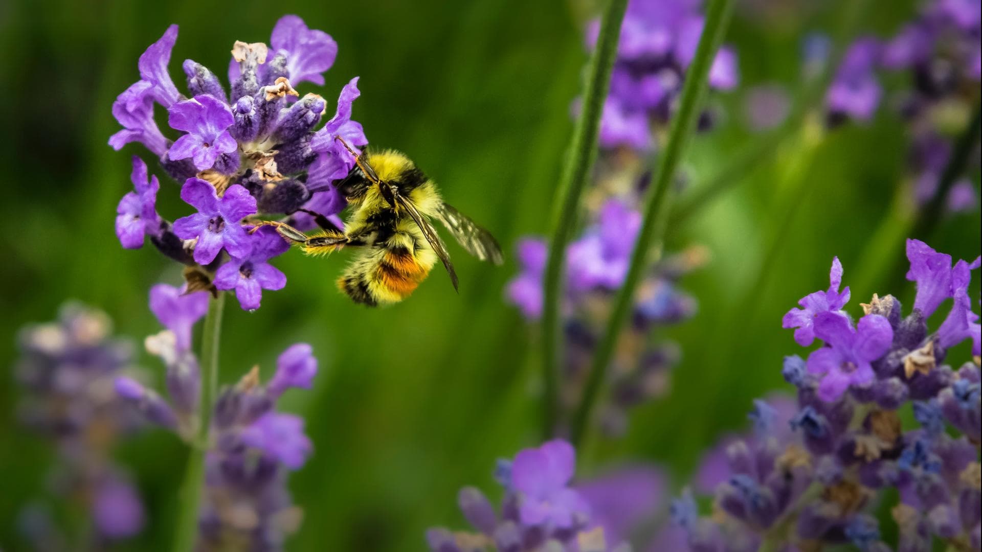 Bienenfreundliche Blumen 