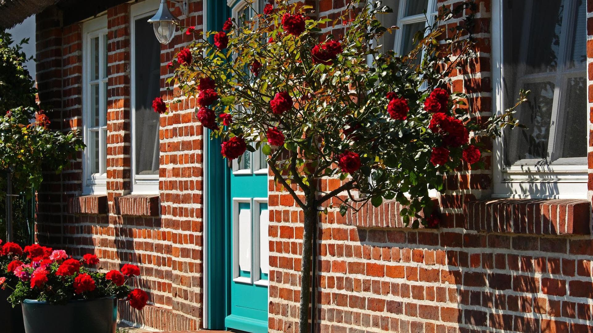 Kübelpflanzen für den Vorgarten 