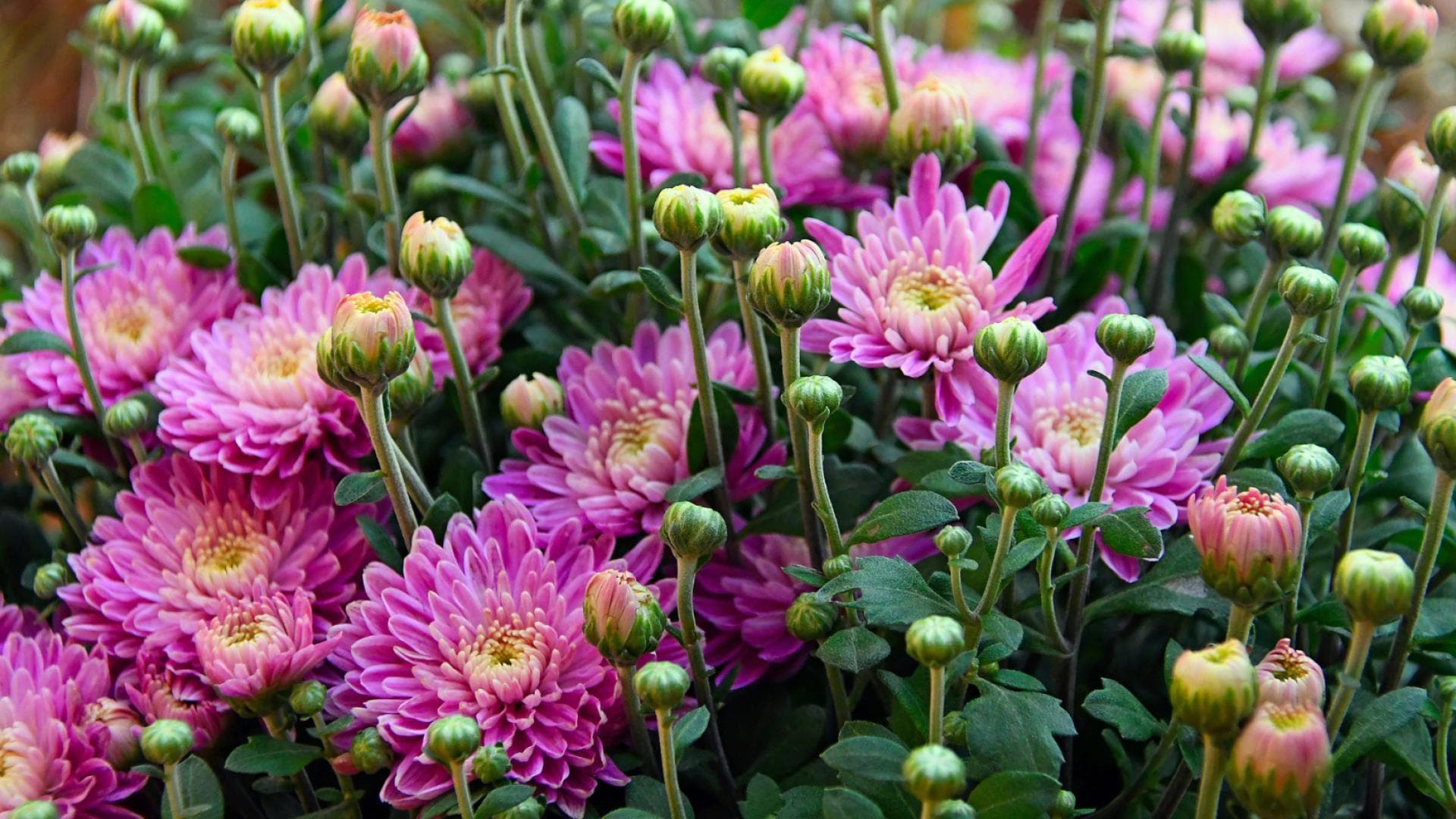 Chrysanthemen