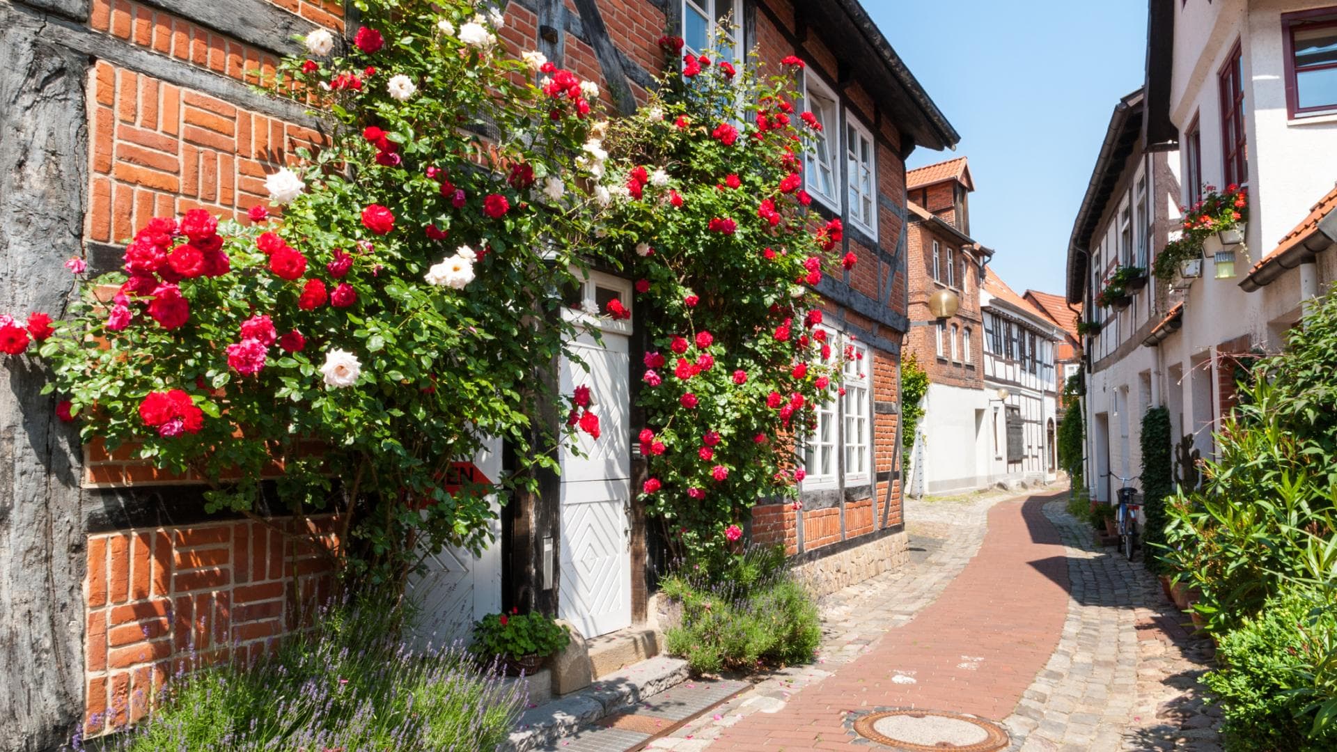 Kletterpflanzen im 4 Pflanzen für den Hauseingang