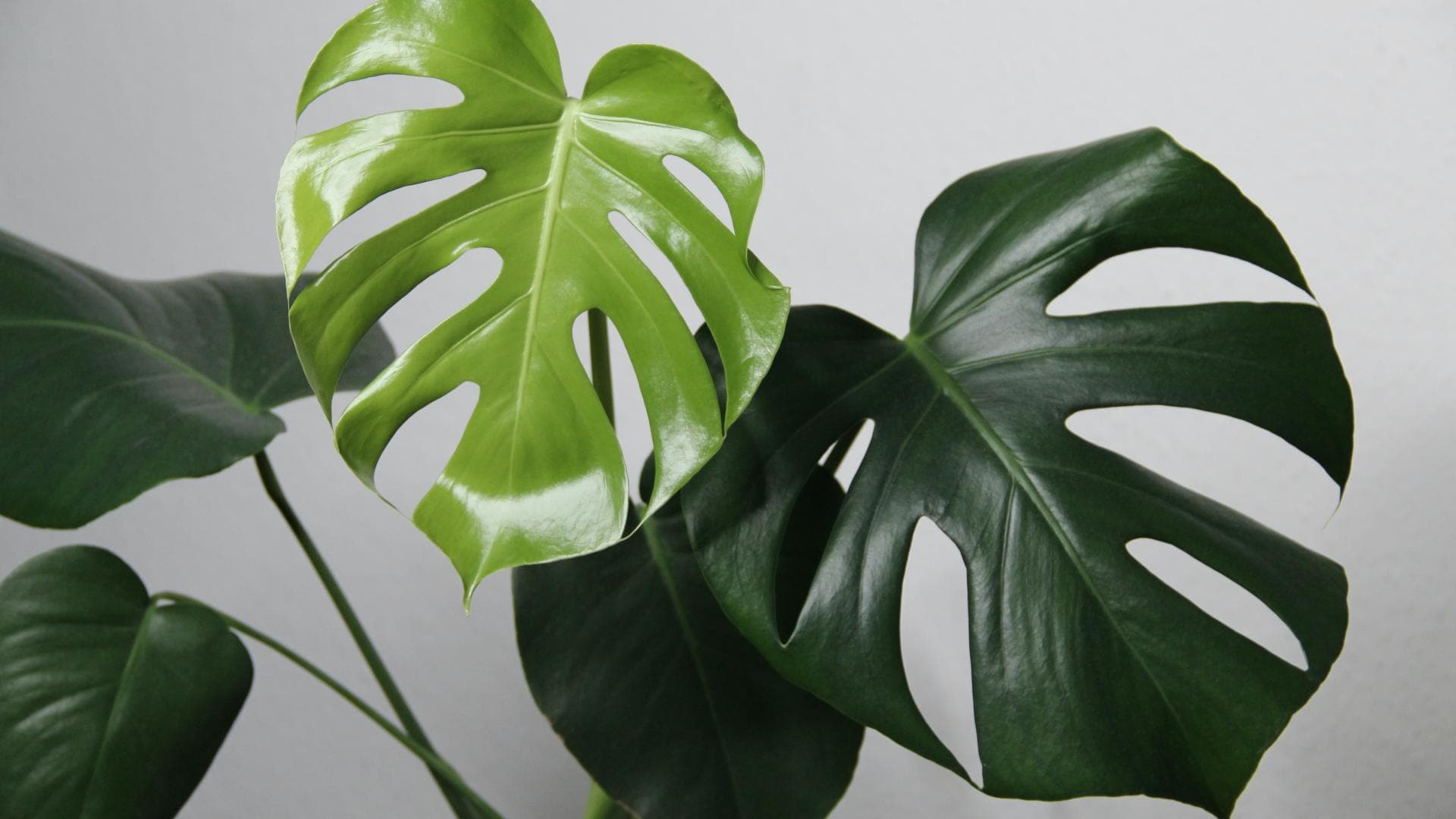 Monstera pflegen 
