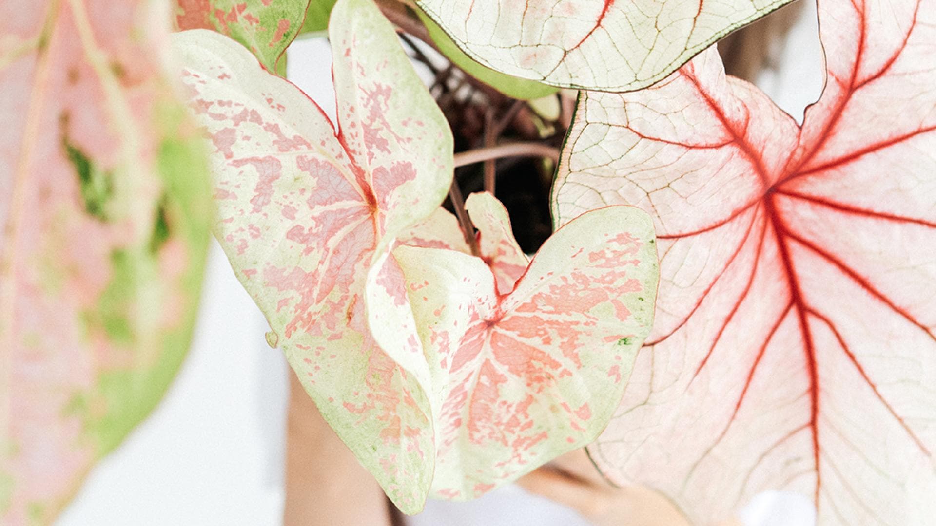 Frau hält eine Caladium.