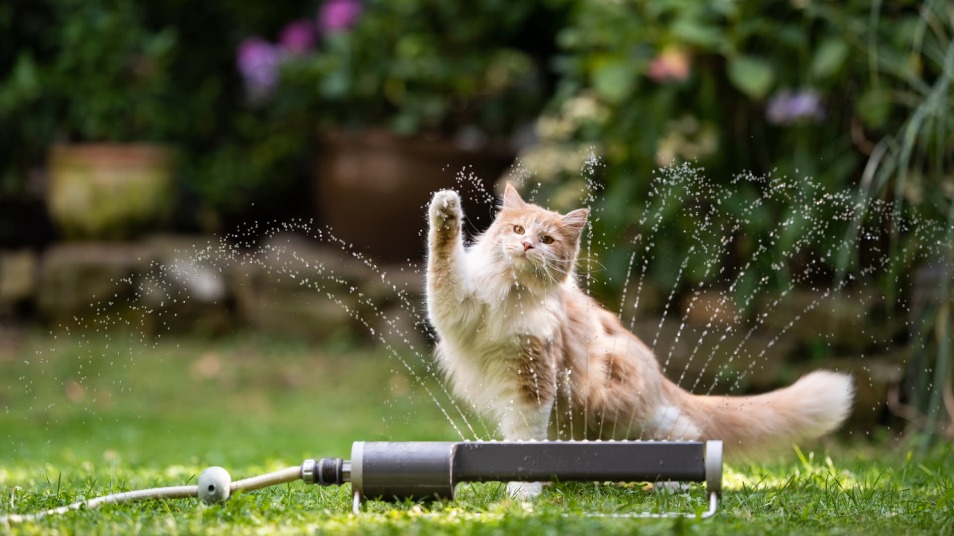 Katze spielt im Garten