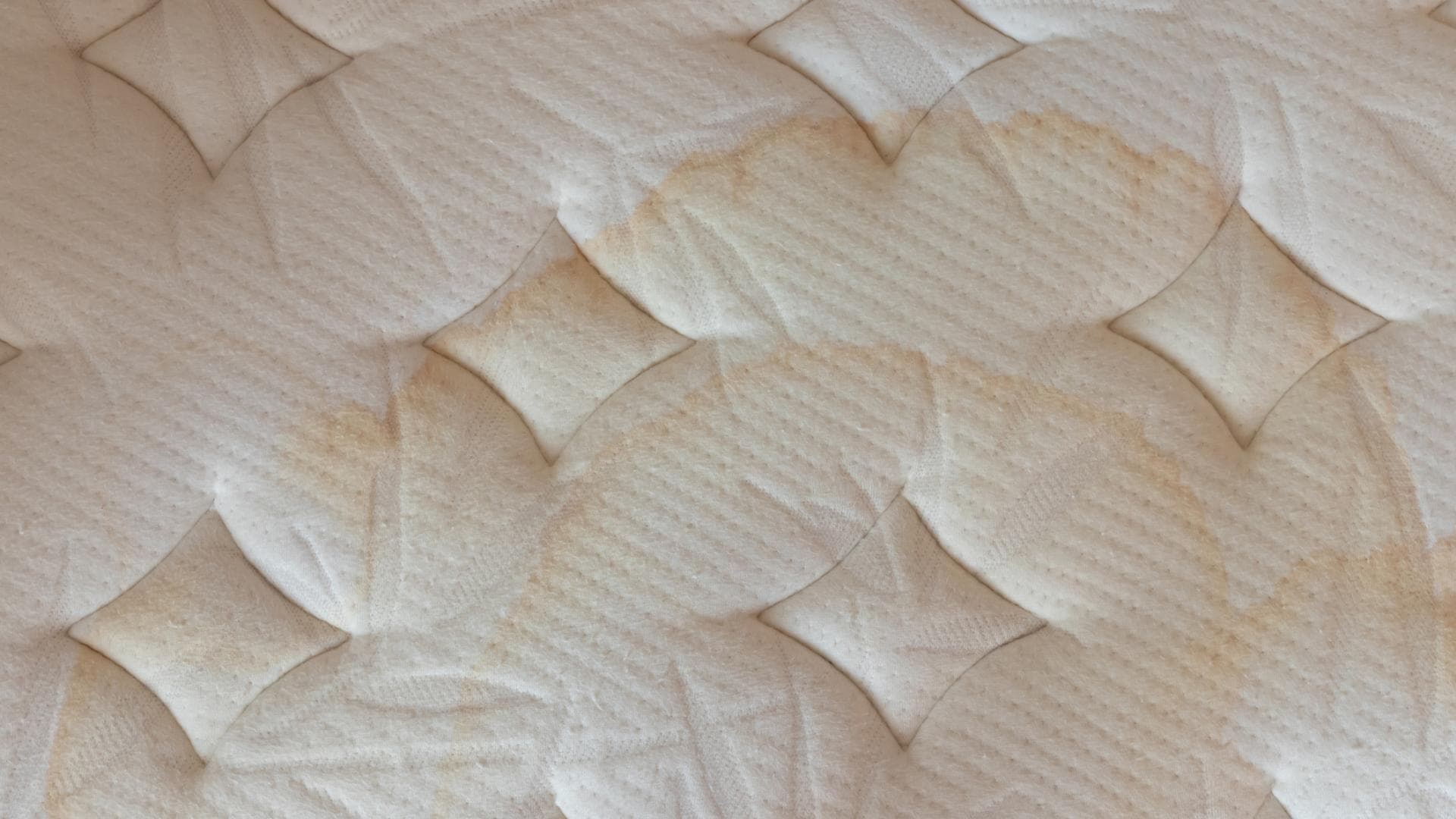 Urinflecken entfernen 