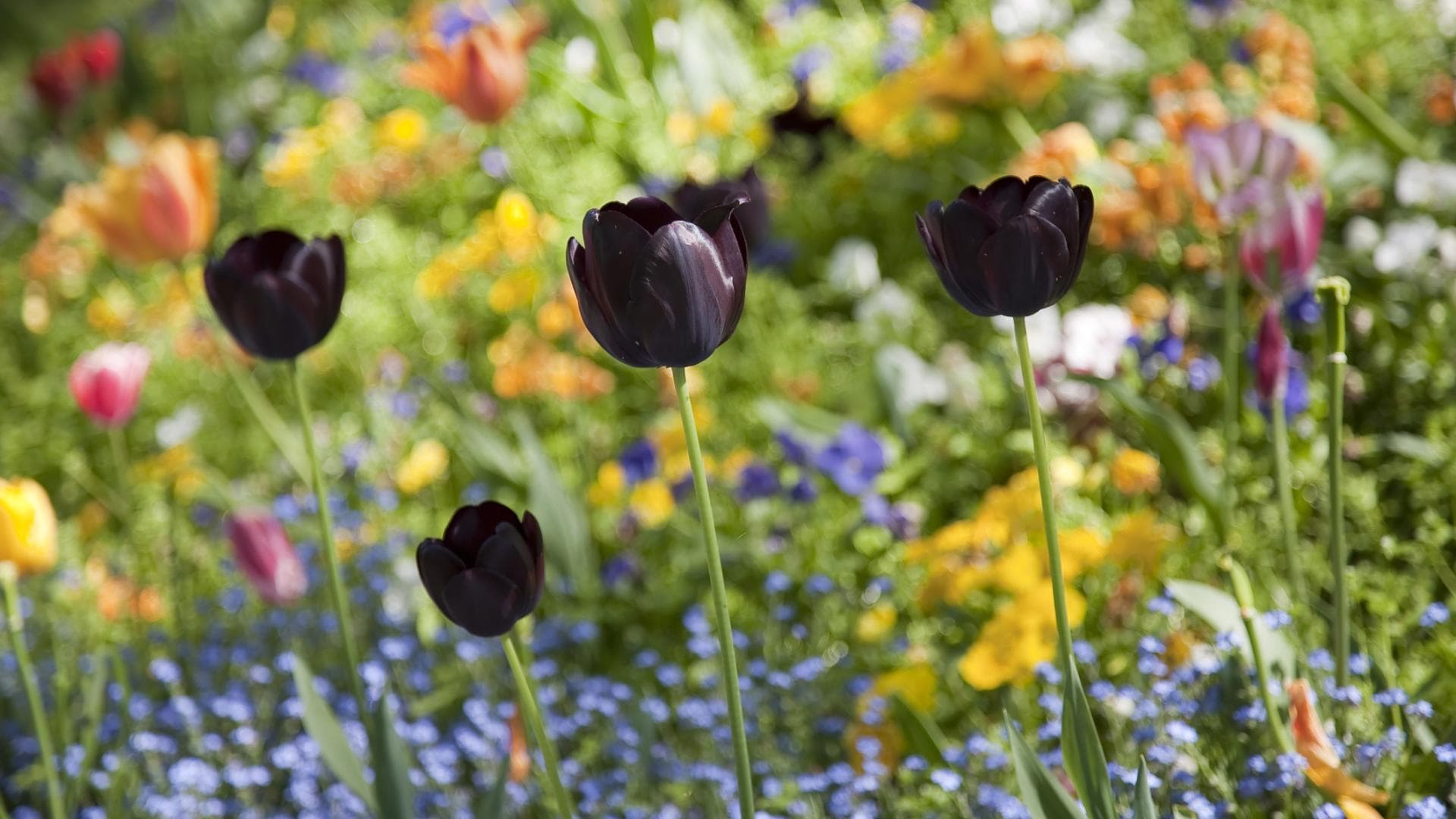 Schwarze Tulpen im Blumenbeet