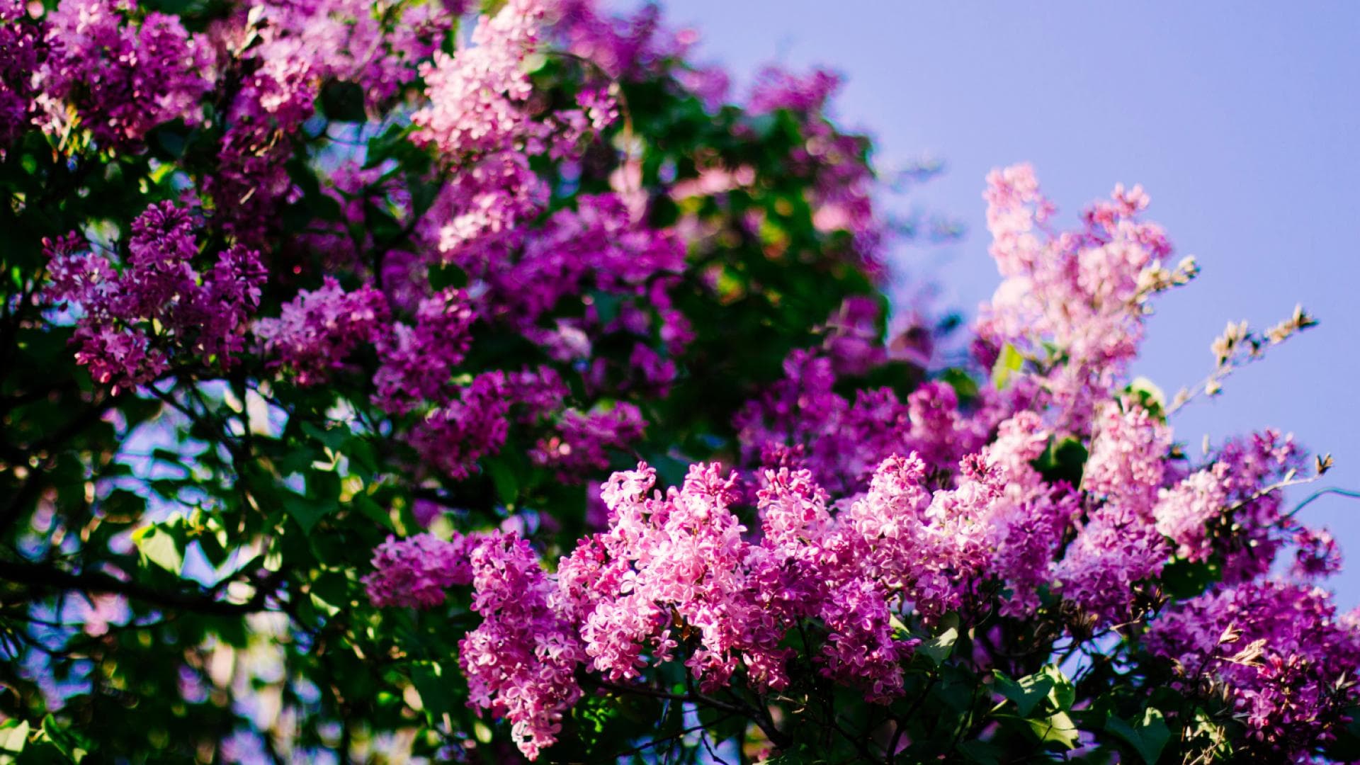 Flieder Sträucher als Sichtschutz