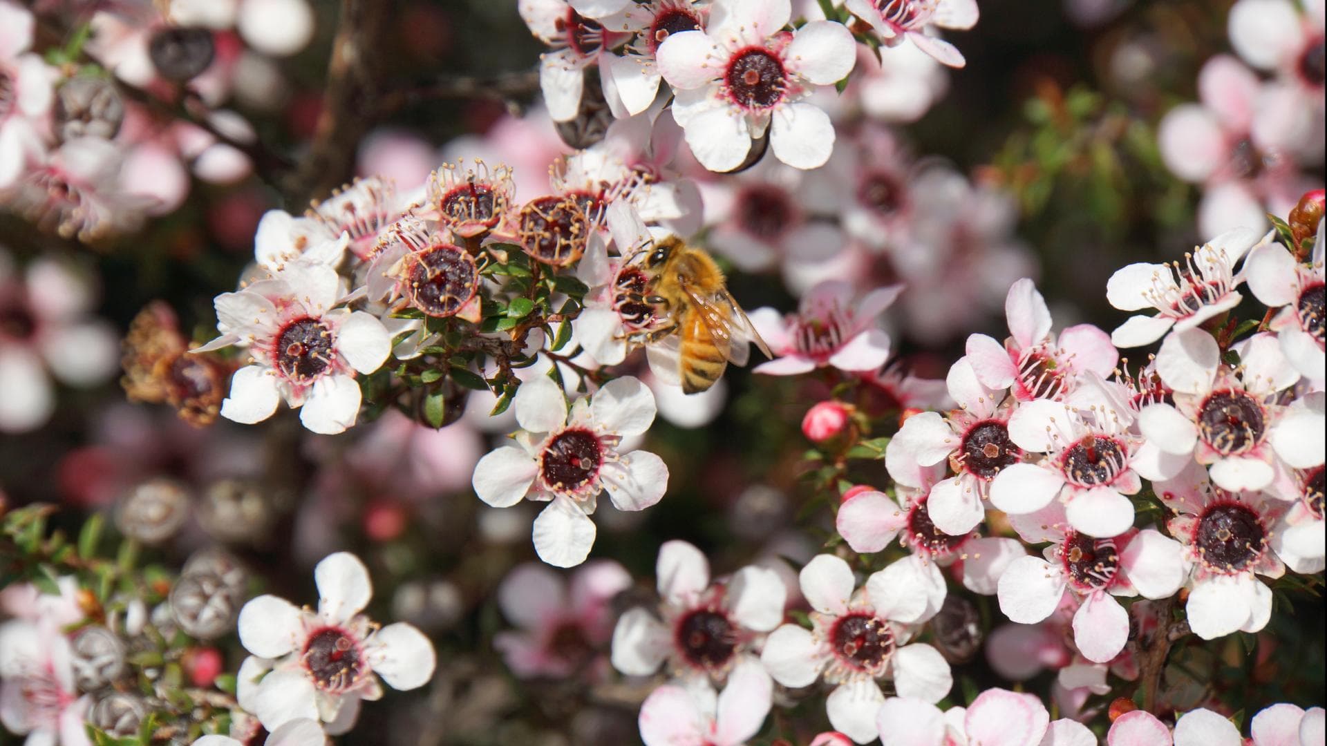 Bienenfreundliche Stauden 