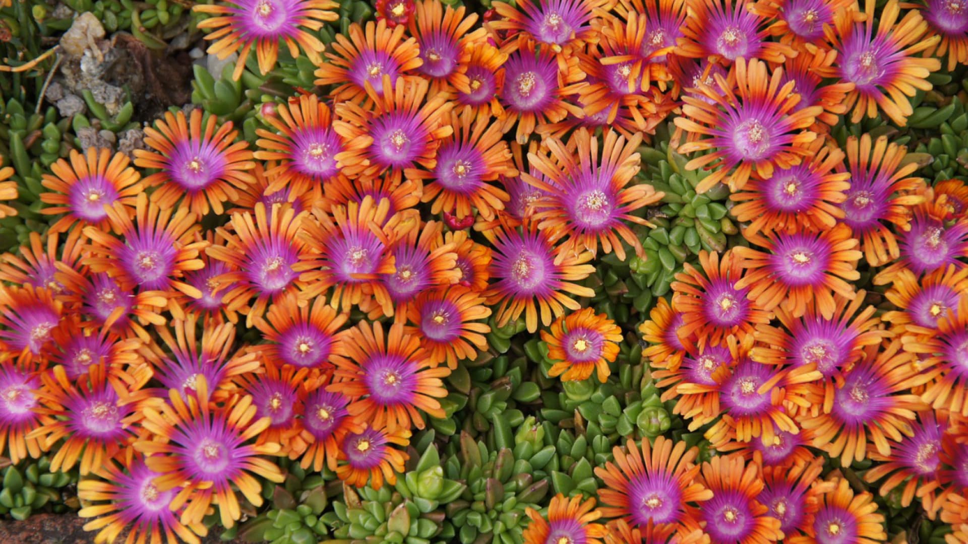 Mittagsblumen als Bodendecker