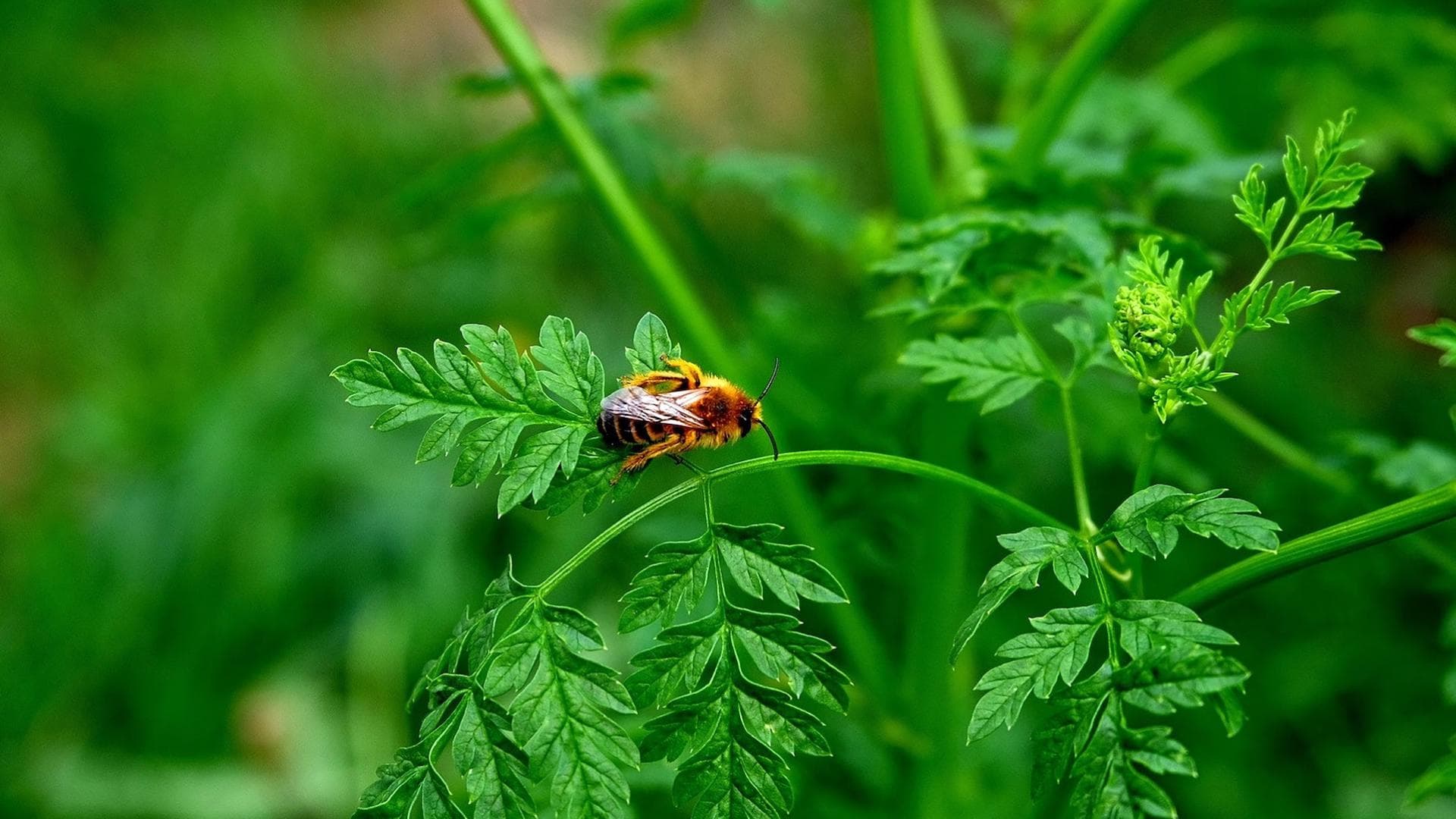 Bienenfreundliche Kräuter, auf denen eine Biene sitzt