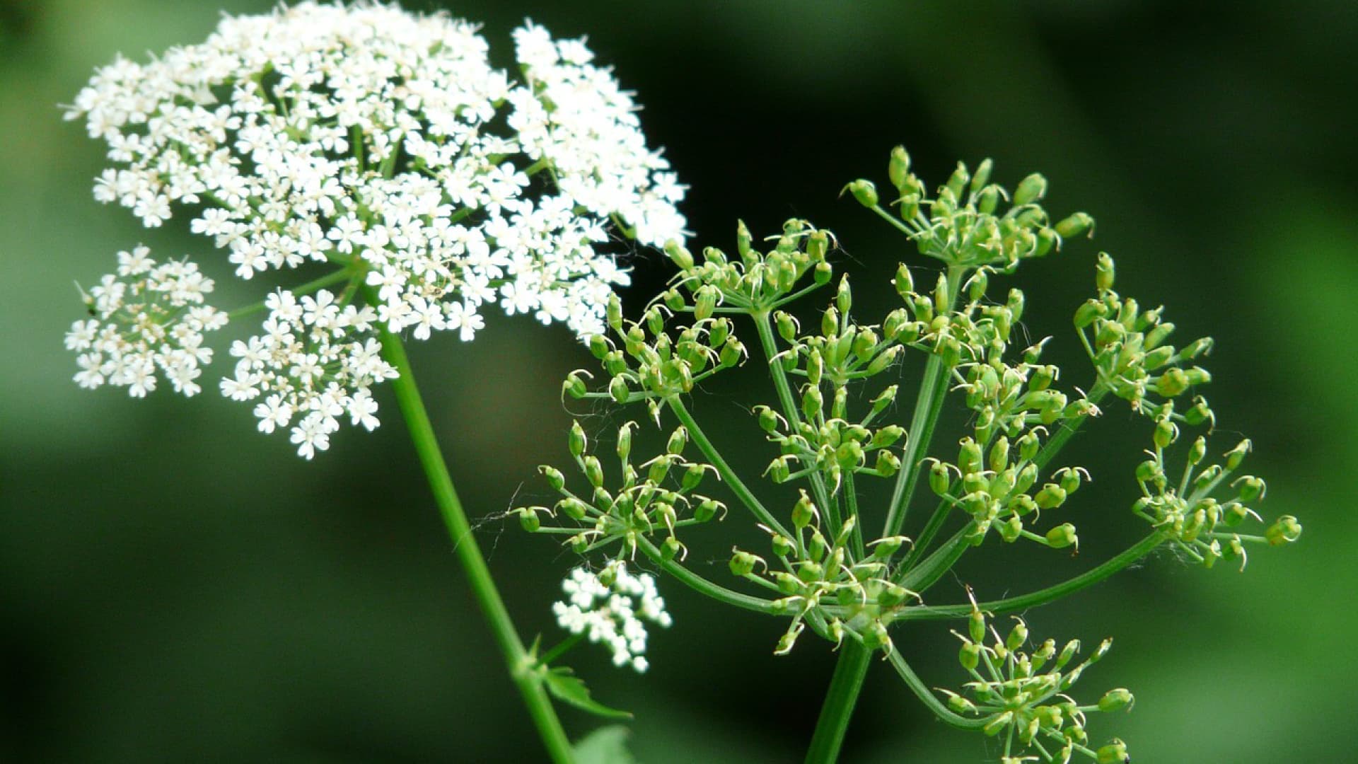 Giersch im Garten