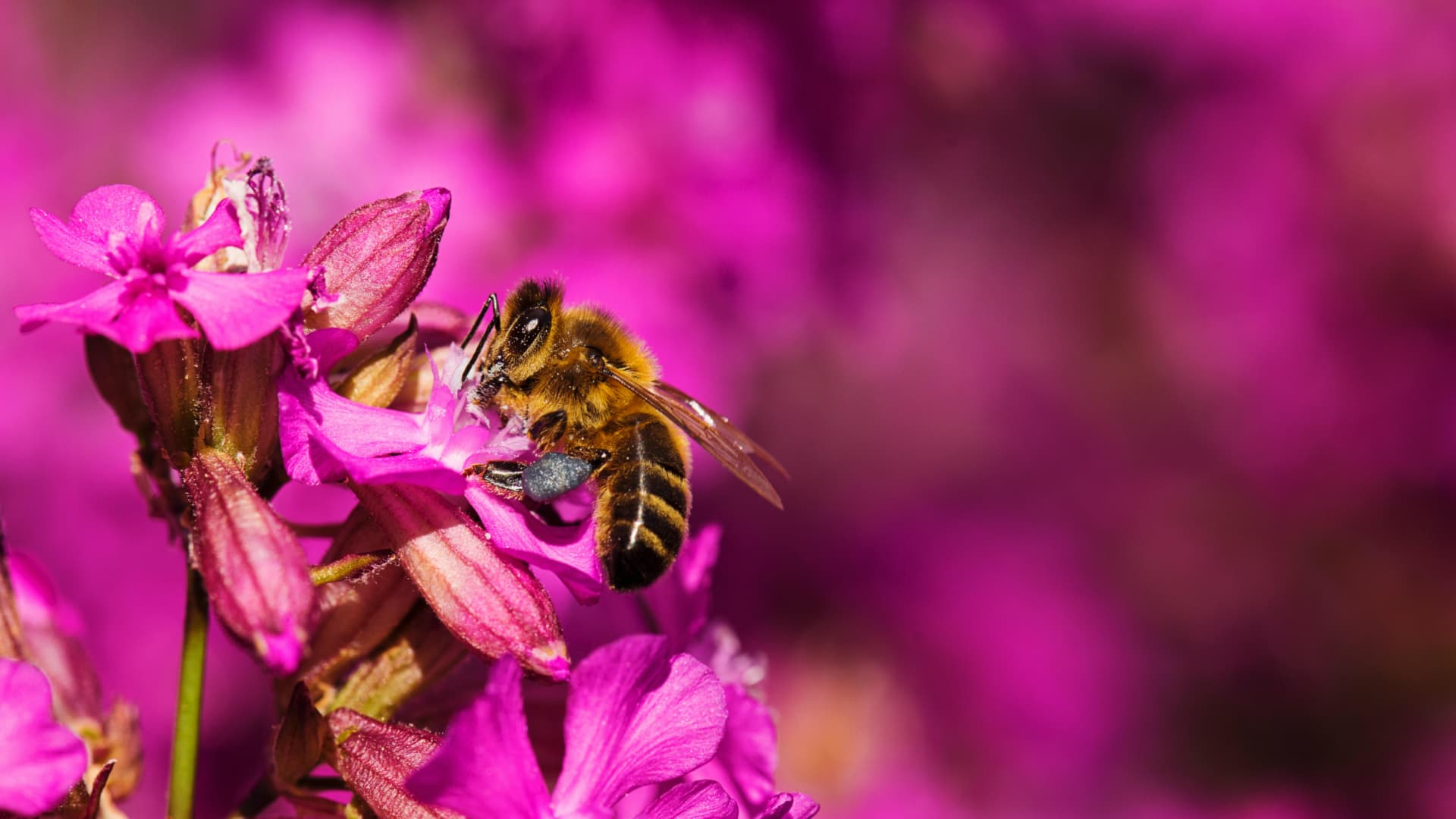Biene sammelt Nektar im bienenfreundlichen Hochbeet