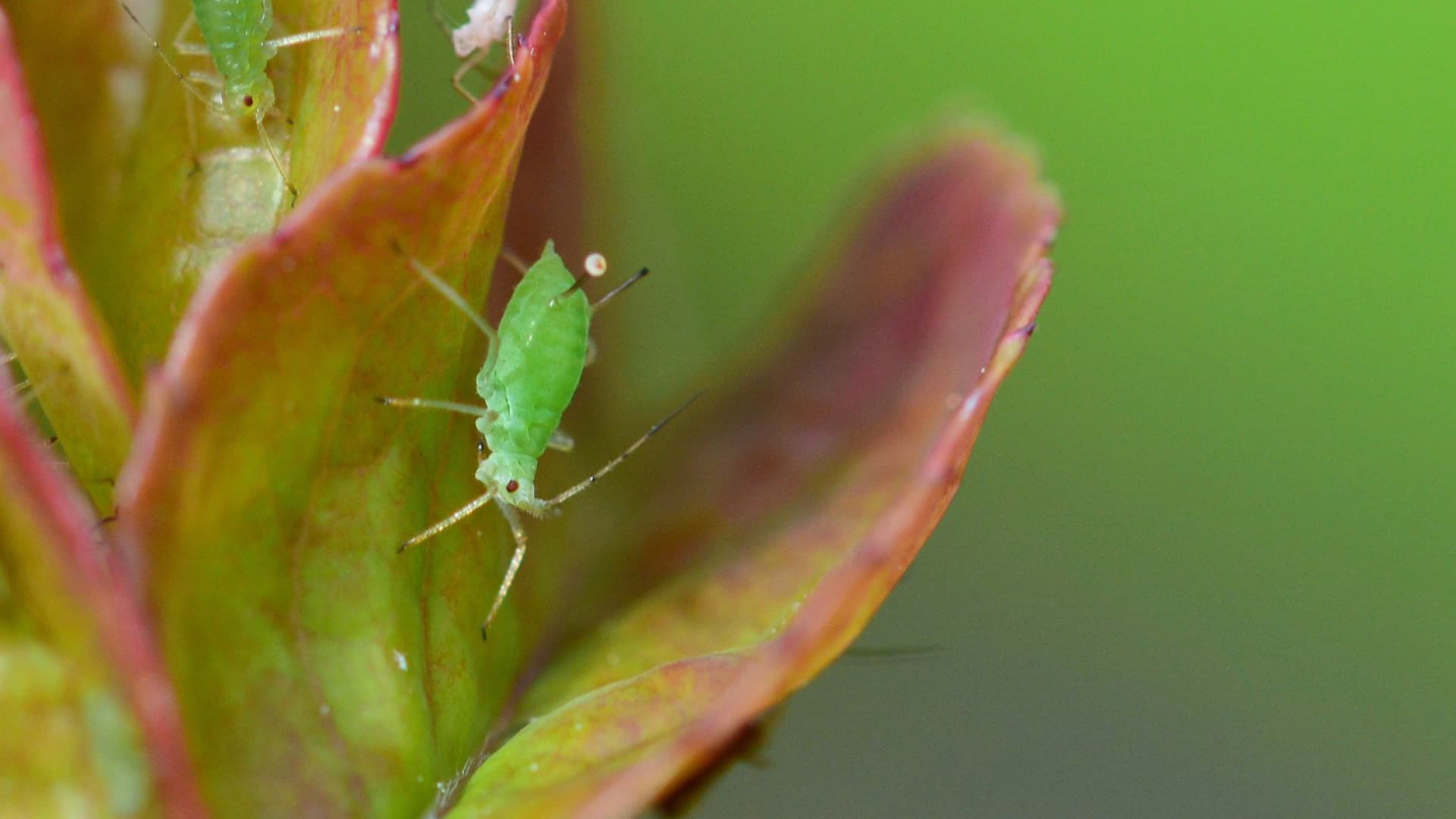 Blattläuse sitzen auf einer Pflanze