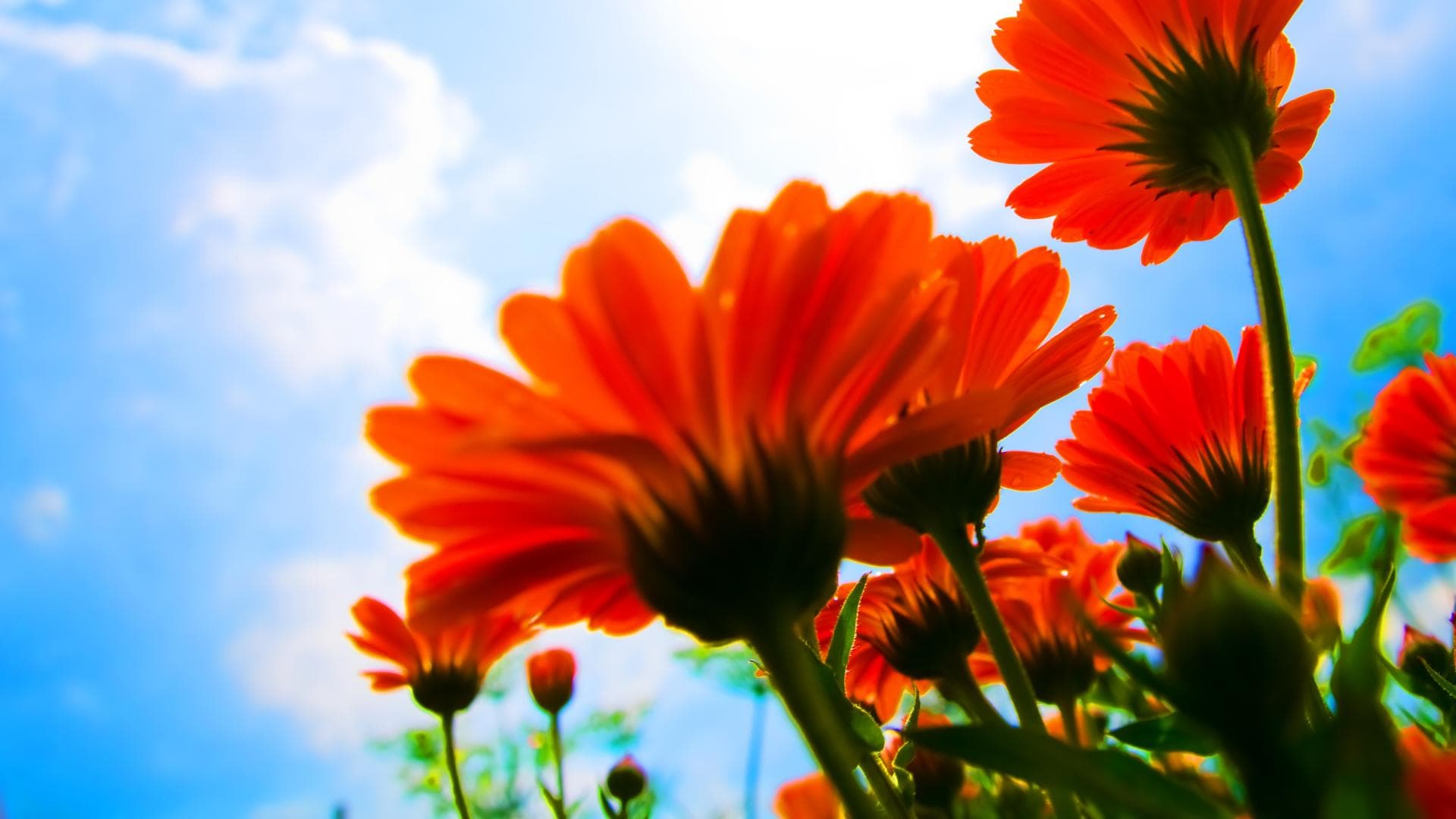 Blumen vor blauem Himmel