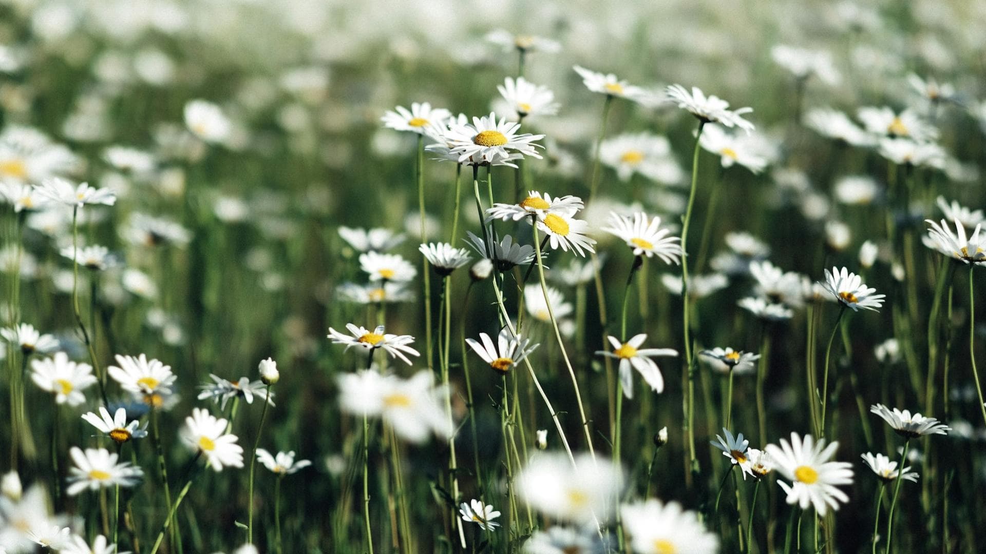 Gänseblümchen auf einer Wiese