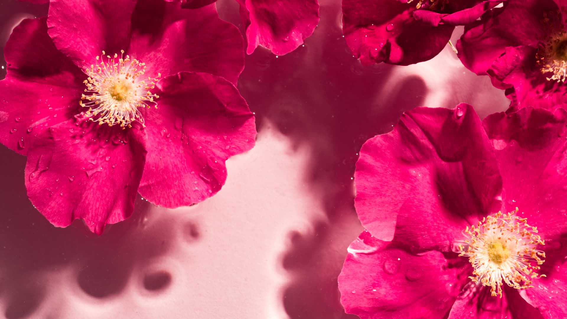 Rosenwasser fürs Gesicht