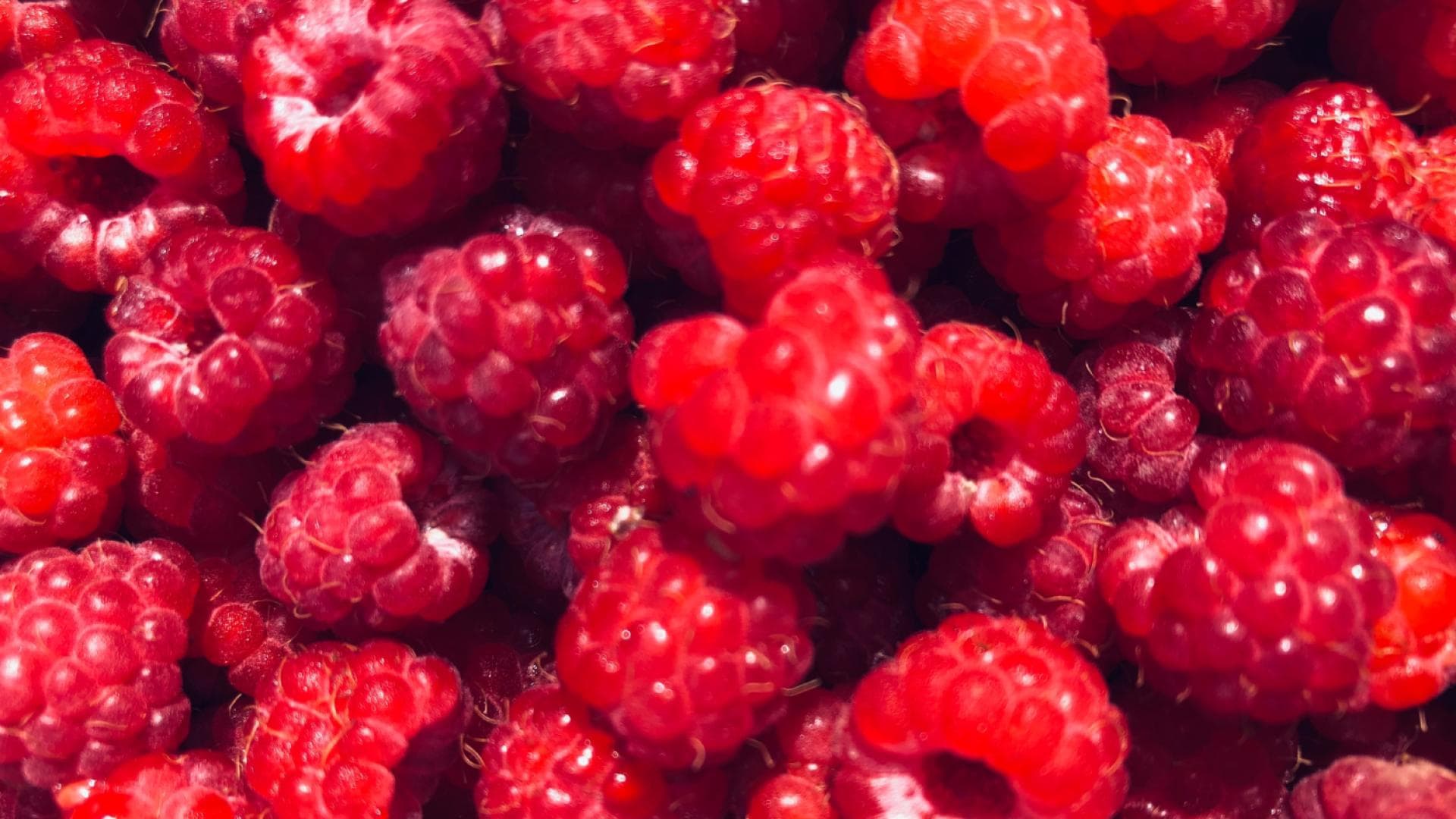 Himbeeren 