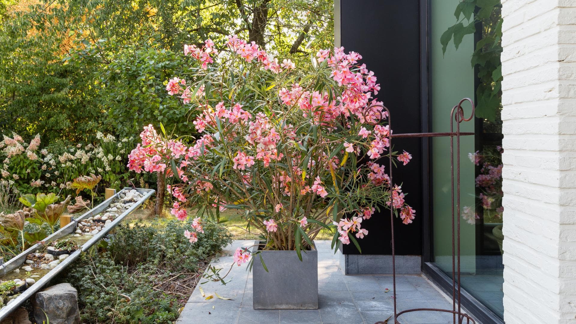 Oleander im Garten 
