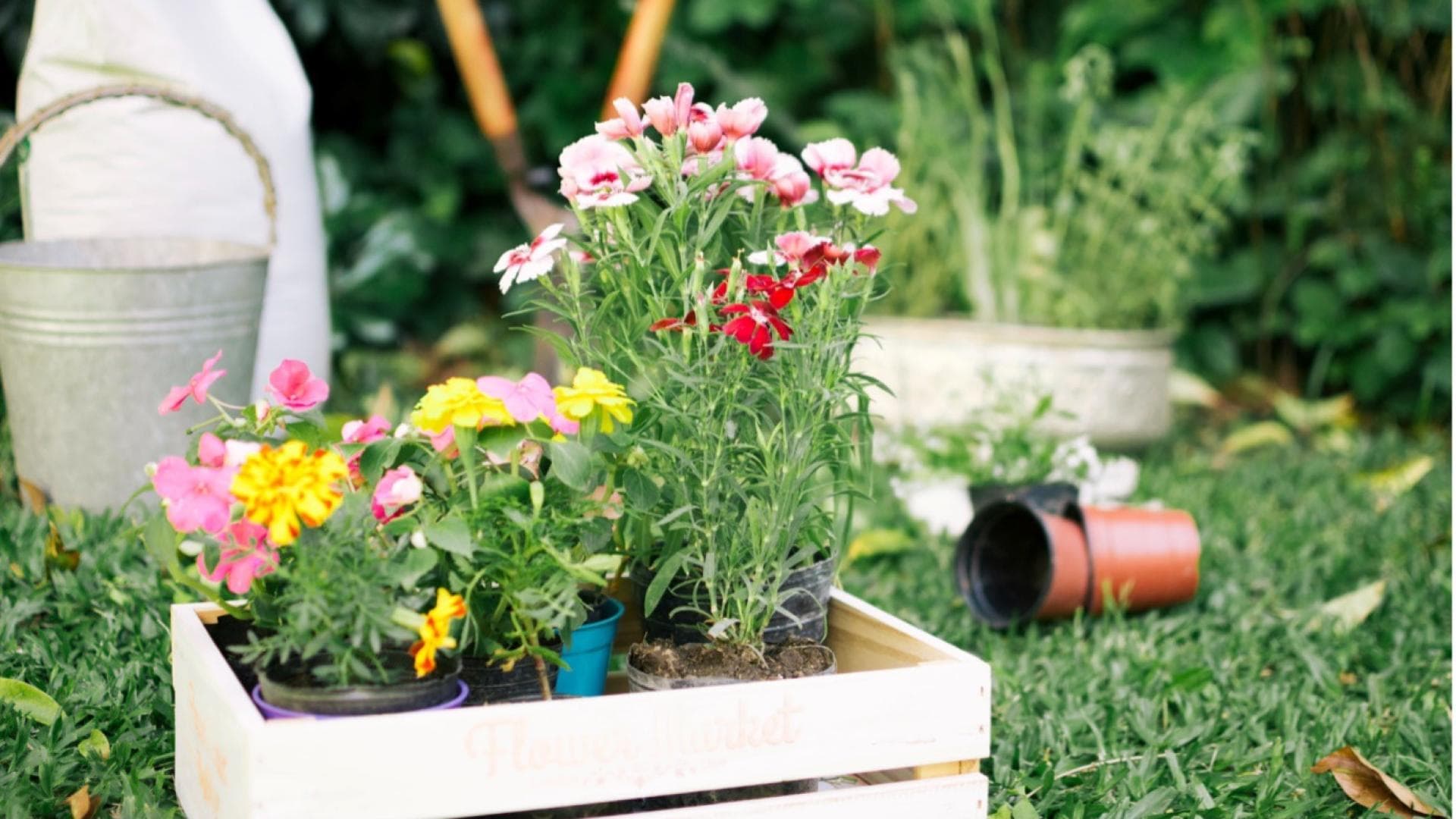 Bunte Blumen im Garten