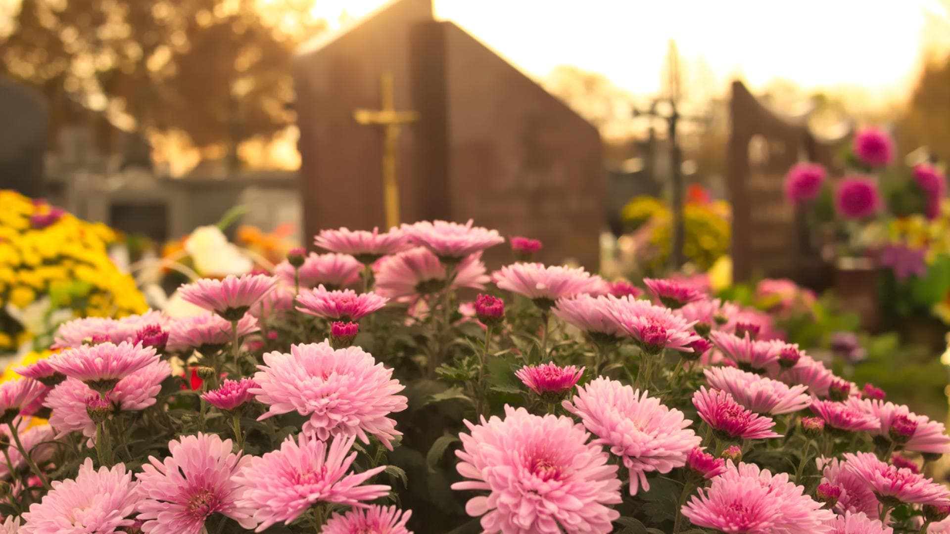 Grabbepflanzung im Frühling 