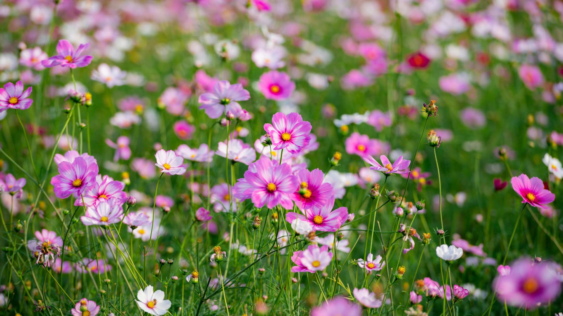 Begehbare Bodendecker