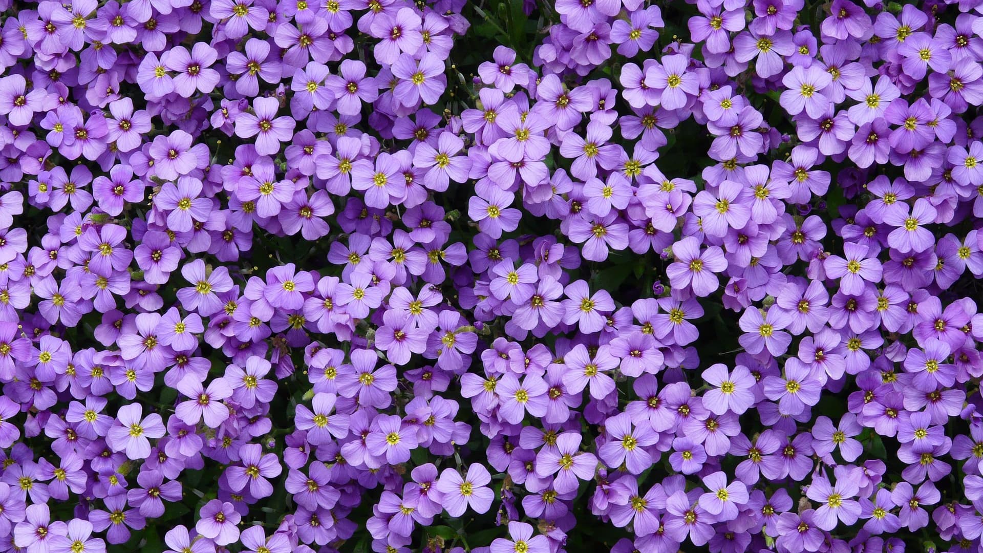 Bodendecker gegen Unkraut