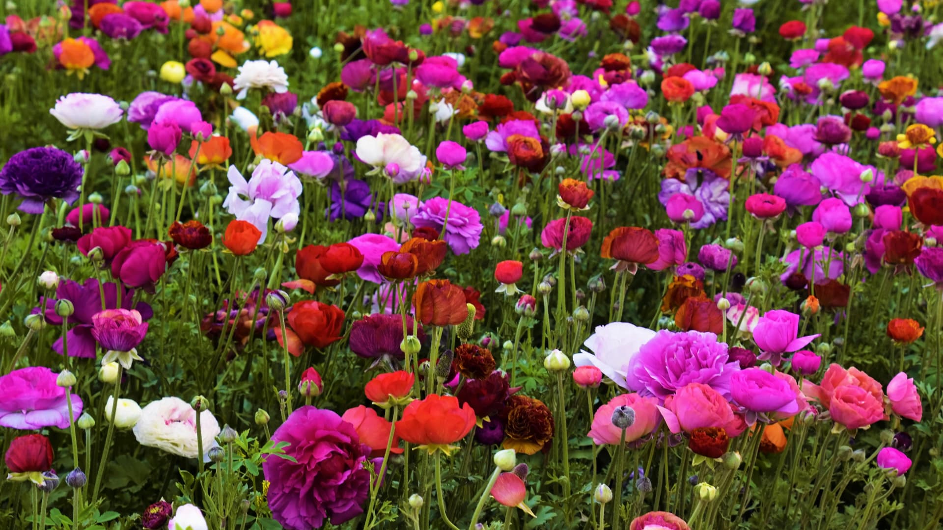 Bodendecker Vorgarten